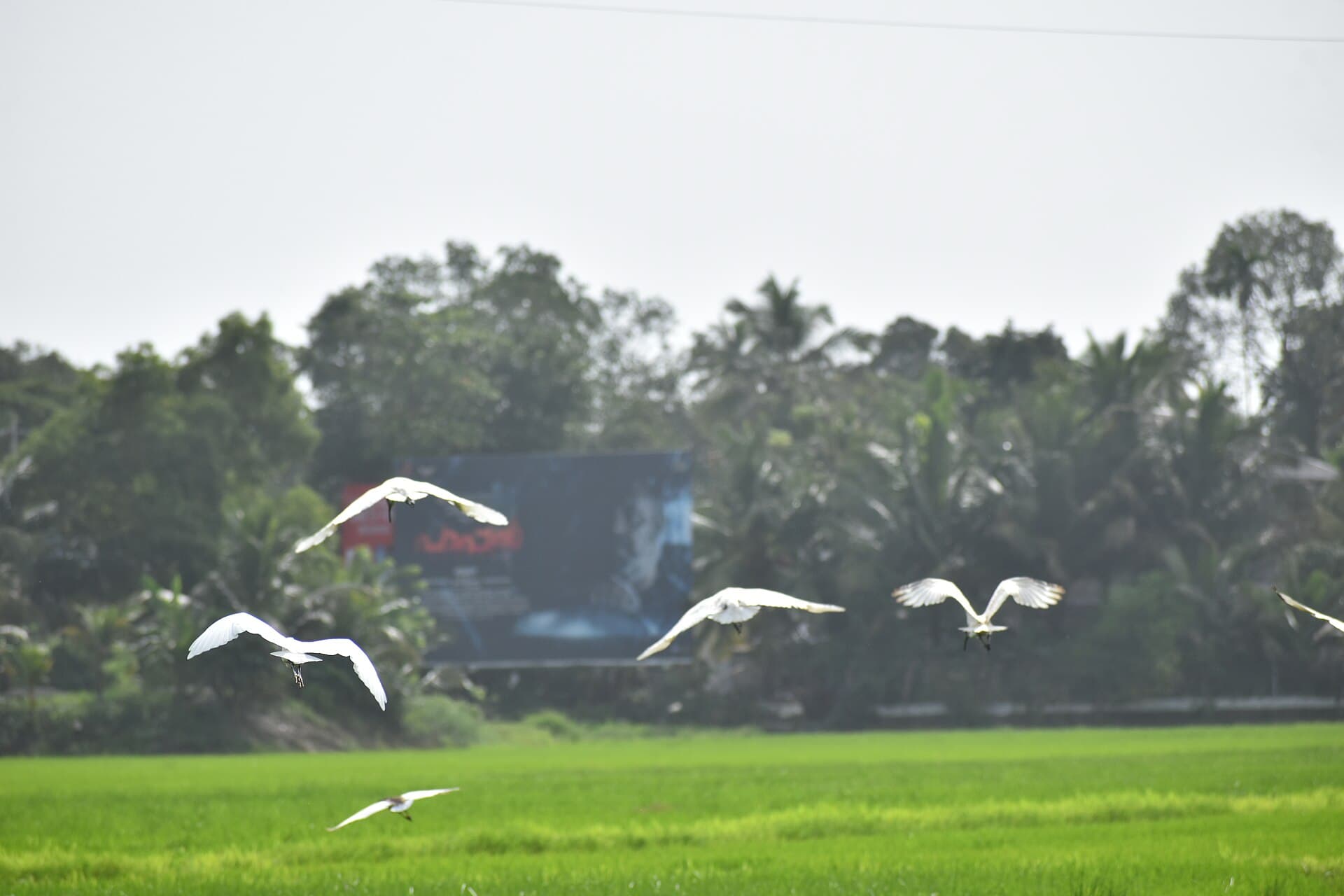 Kleine Zilverreiger (Egretta garzetta) - Egrets flying, Alappuzha (1)