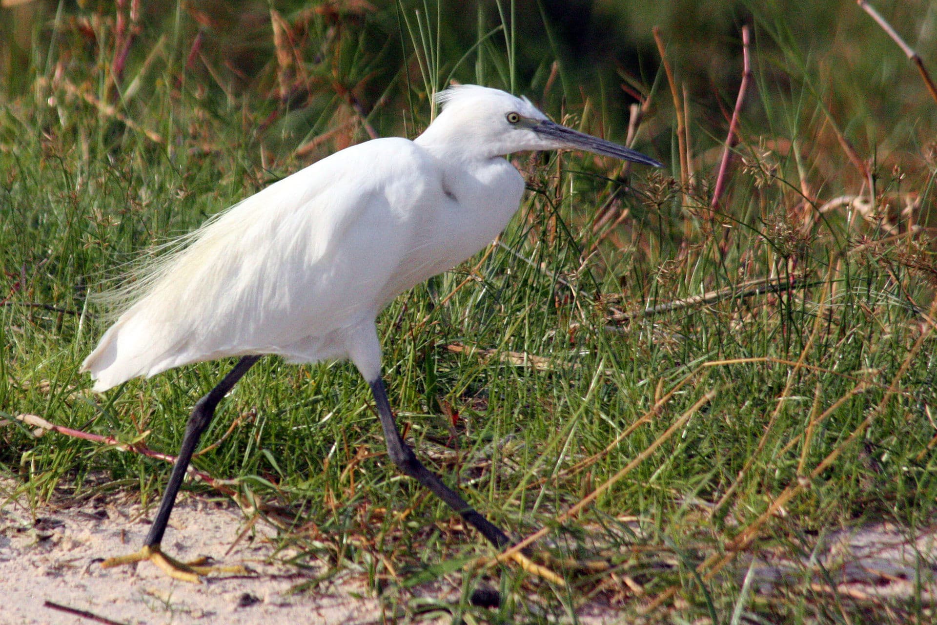 Kleine Zilverreiger (Egretta garzetta) - Little (Yellow-footed) egrets