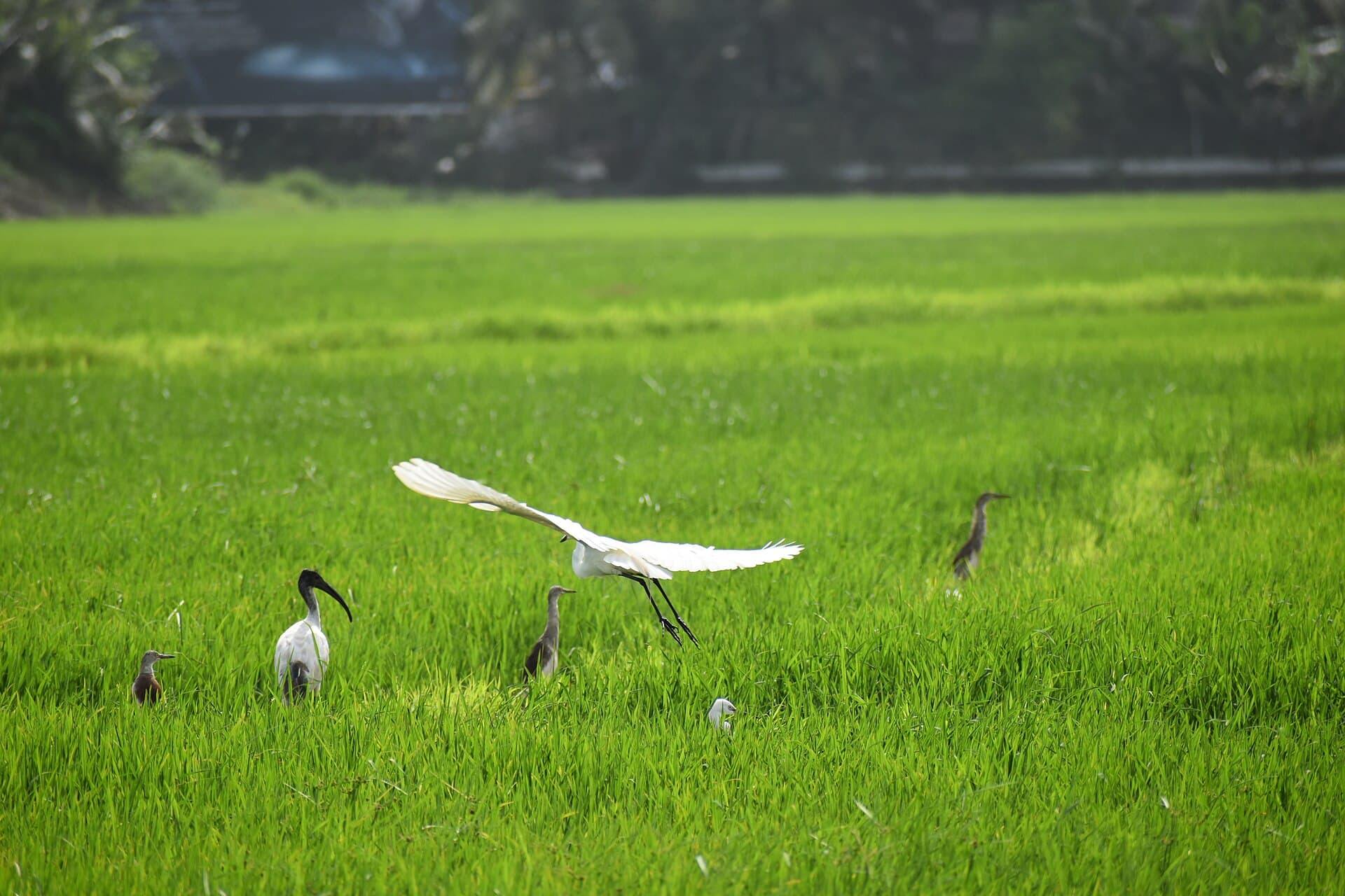 Kleine Zilverreiger (Egretta garzetta) - Egrets flying, Alappuzha (5)