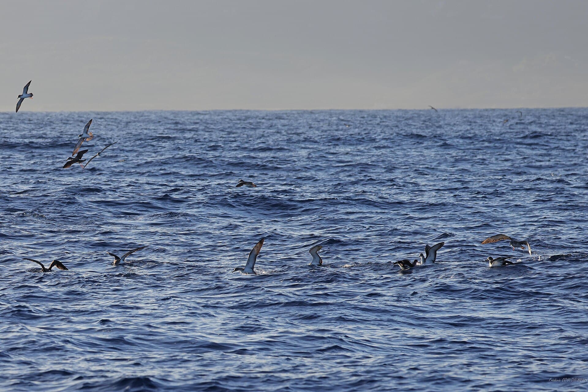 Kuhls Pijlstormvogel (Calonectris diomedea) - Puffins de Scopoli, nourrissage