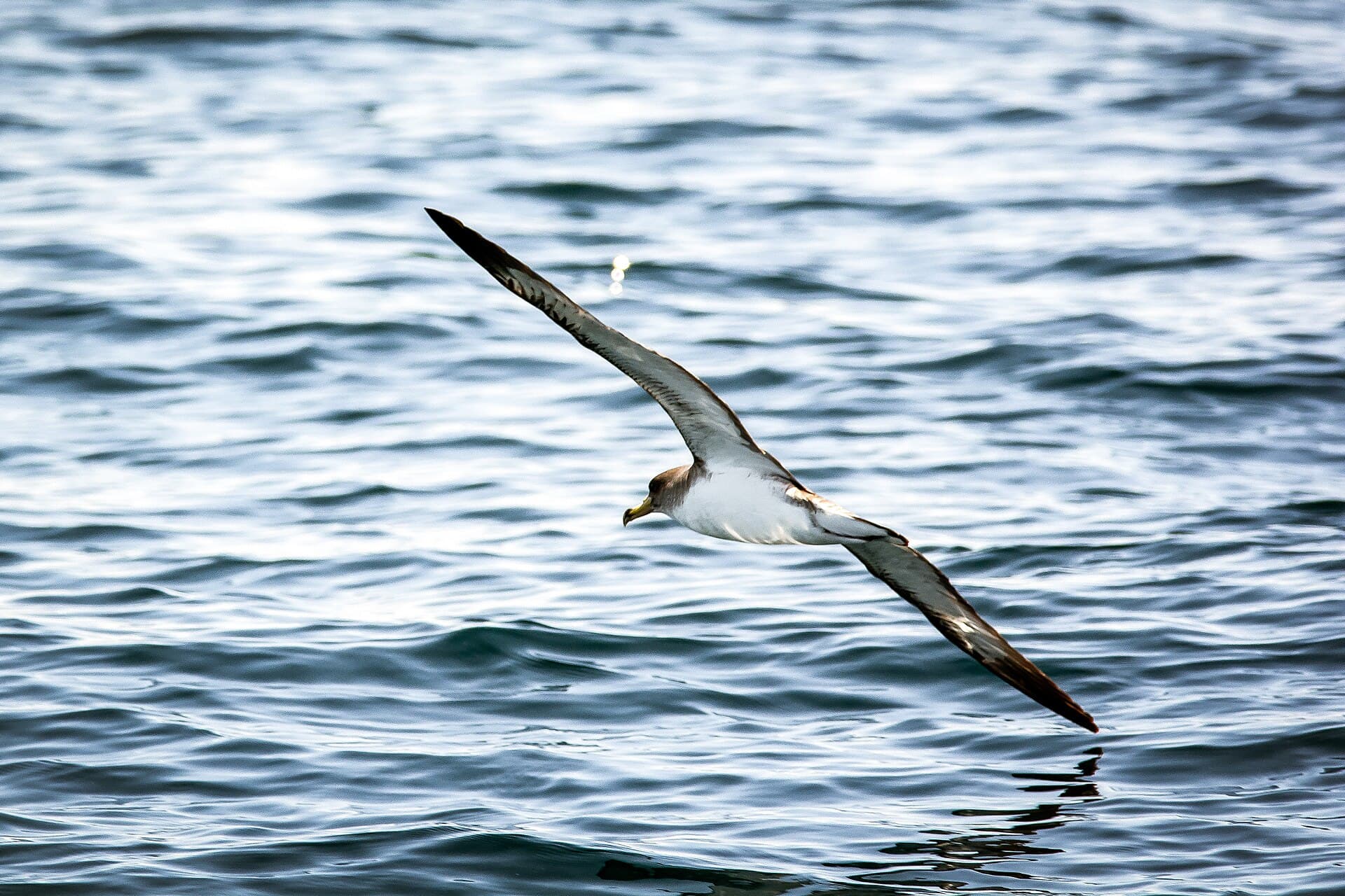 Kuhls Pijlstormvogel (Calonectris diomedea) - Rodolfo Mari 2015 (Unsplash)