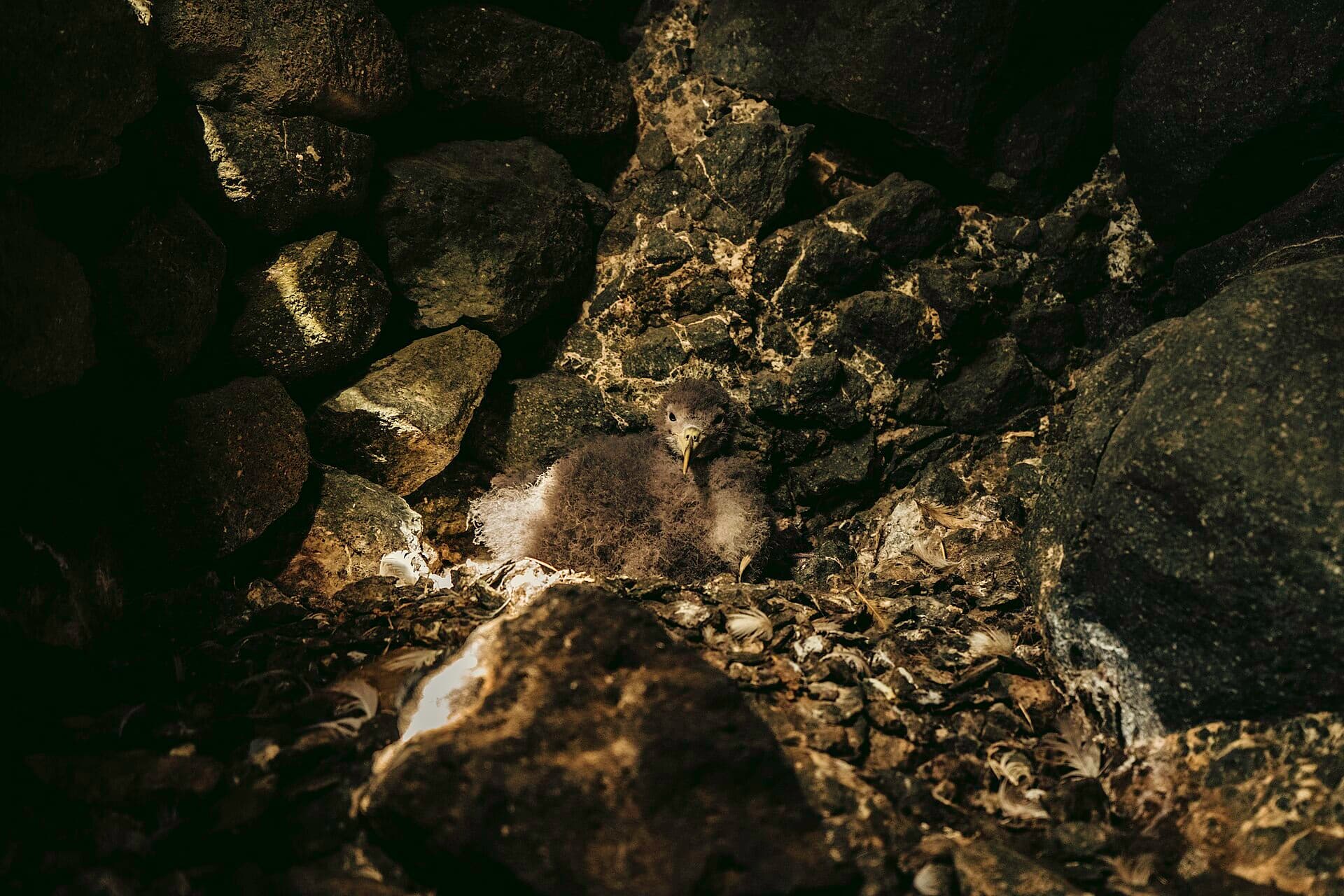 Kuhls Pijlstormvogel (Calonectris diomedea) - Baby Shearwater inside it's Nest