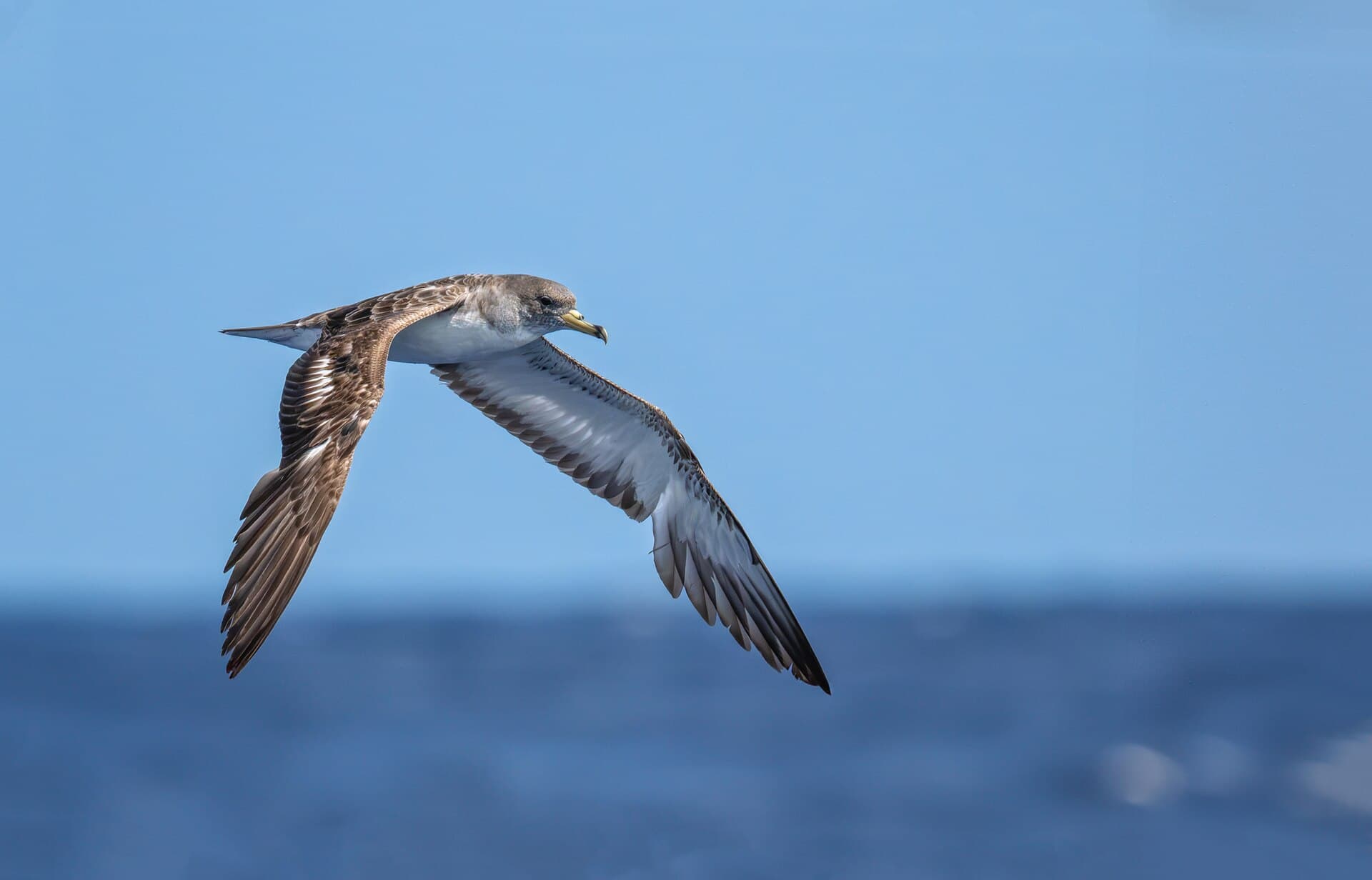 Kuhls Pijlstormvogel (Calonectris diomedea) - Calonectris diomedea 424179034