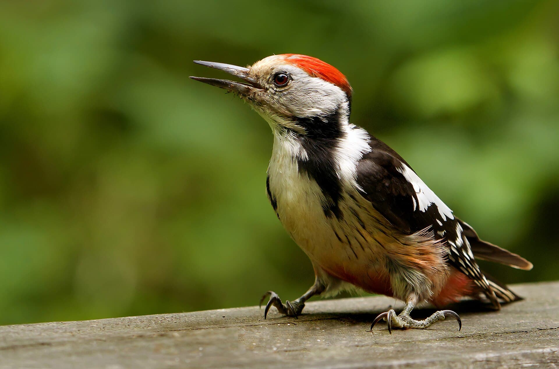 Middelste Bonte Specht (Dendrocoptes medius) - Middle-Spotted Woodpecker (Dendrocopus medius), Forêt de Soignes, Brussels (30300015084)