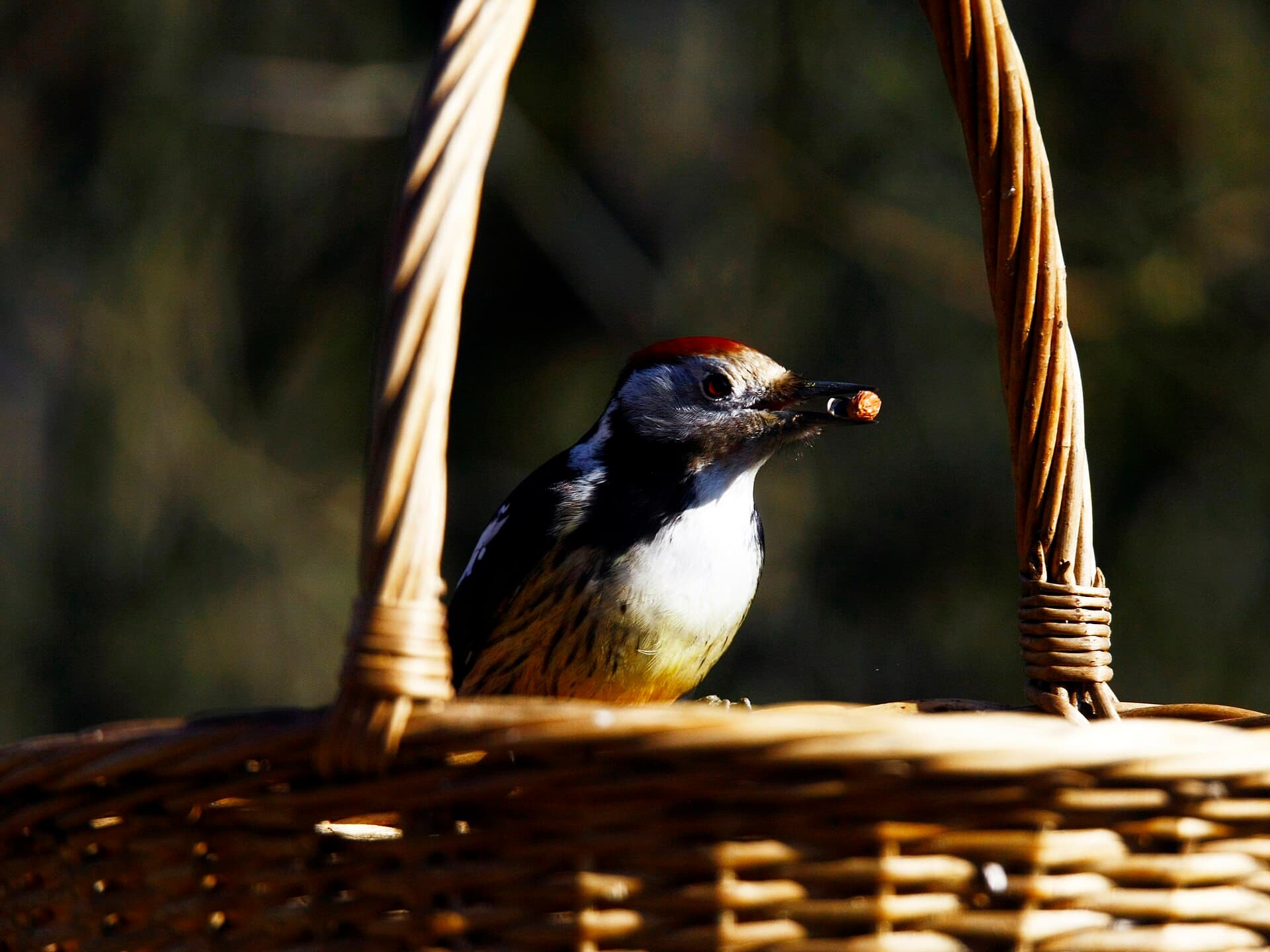 Middelste Bonte Specht (Dendrocoptes medius) - Placey (Doubs) Pic mar hdsr 1DMkIII 2018 03 18 9999 21