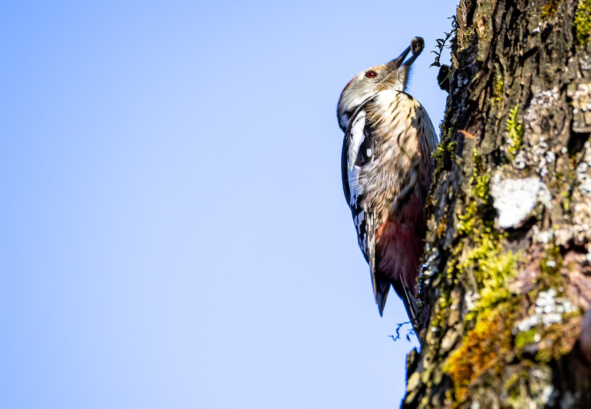 Middelste Bonte Specht (Dendrocoptes medius) - Mittelspecht mit Nahrung