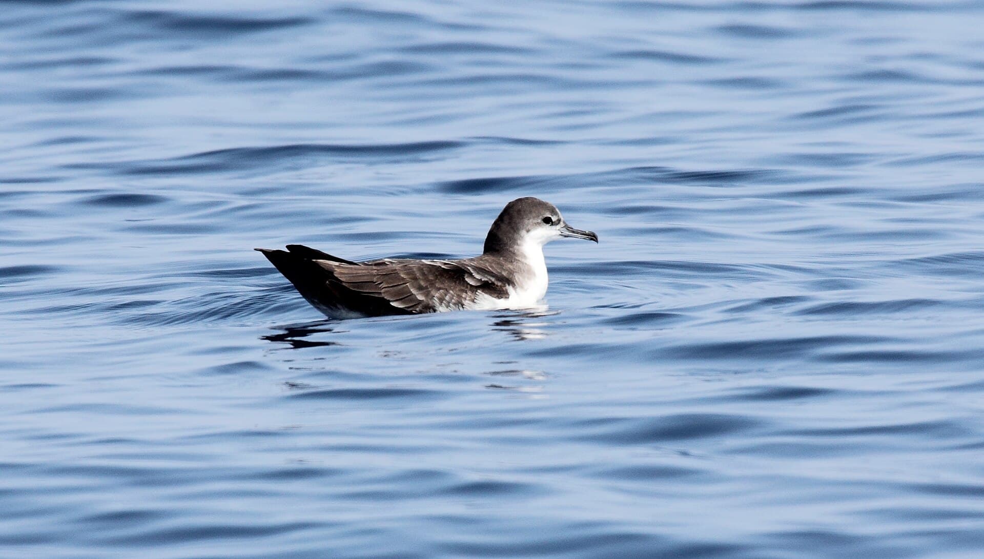 Noordse Pijlstormvogel (Puffinus puffinus) - Puffinus subalaris