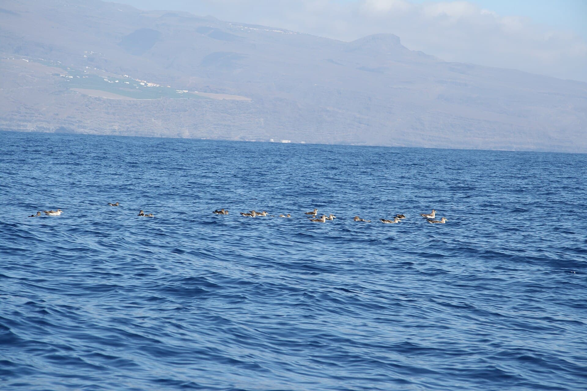 Noordse Pijlstormvogel (Puffinus puffinus) - Ein Trupp Sturmtaucher vor La Gomera