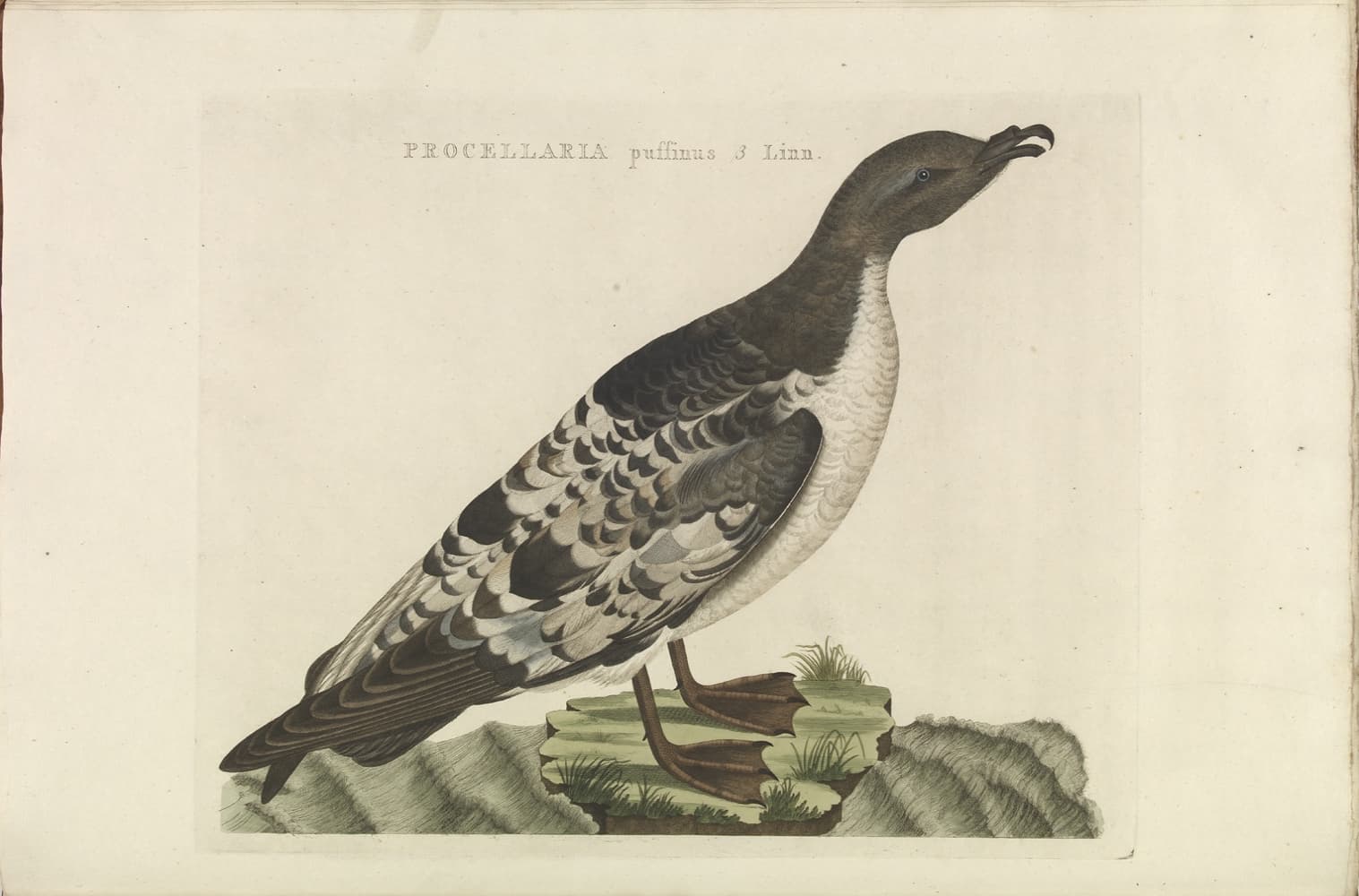 Noordse Pijlstormvogel (Puffinus puffinus) - Manx shearwater (Plate: Manx shearwater ) from Nederlandsche vogelen (Dutch birds) by Nozeman and Sepp (1770-1829)