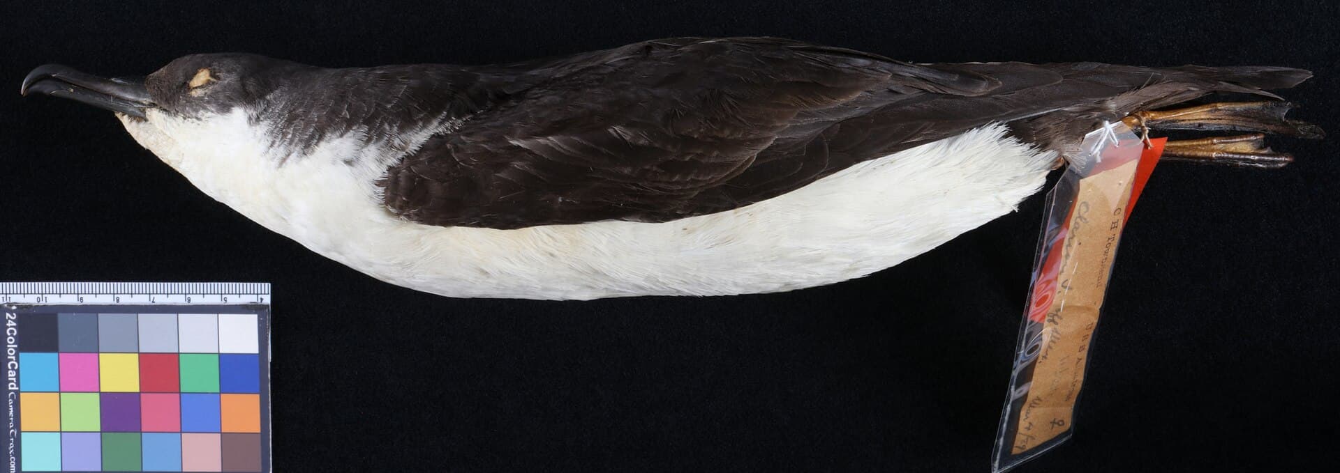 Noordse Pijlstormvogel (Puffinus puffinus) - Puffinus auricularis USNM 117540