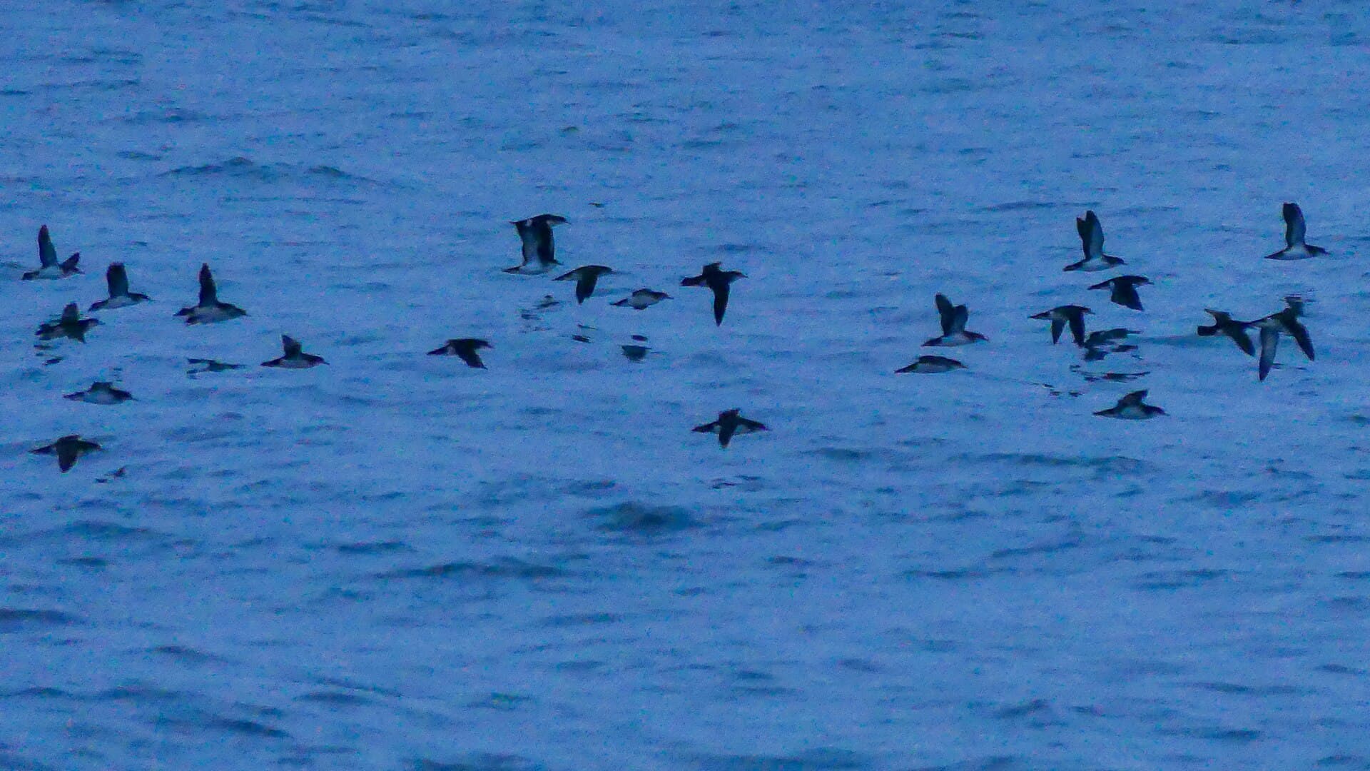 Noordse Pijlstormvogel (Puffinus puffinus) - Manx Shearwaters near Bishop Rock Lighthouse (30741618948)