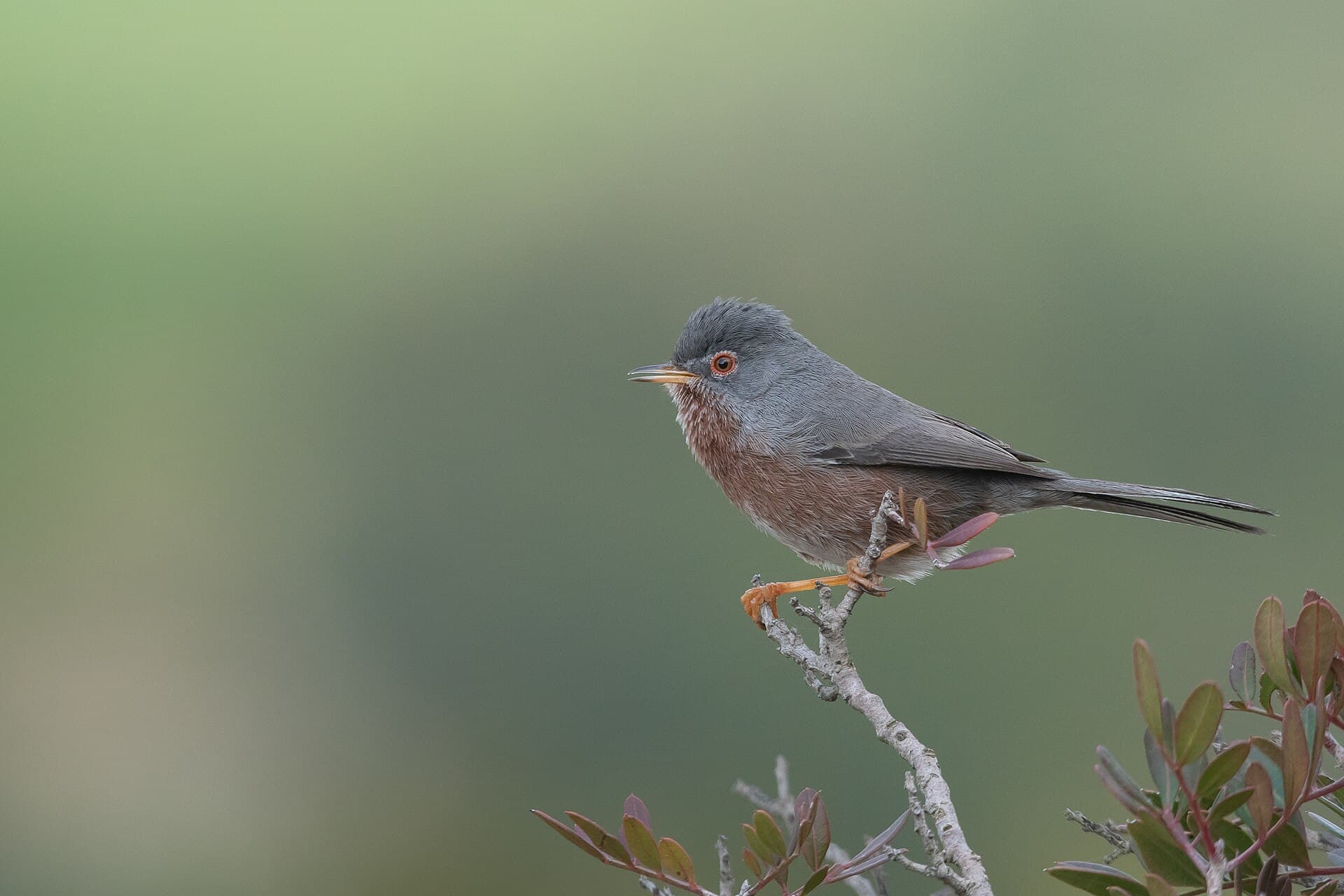 Provençaalse Grasmus (Sylvia undata) - Fauvette pitchou Sidi Salem039