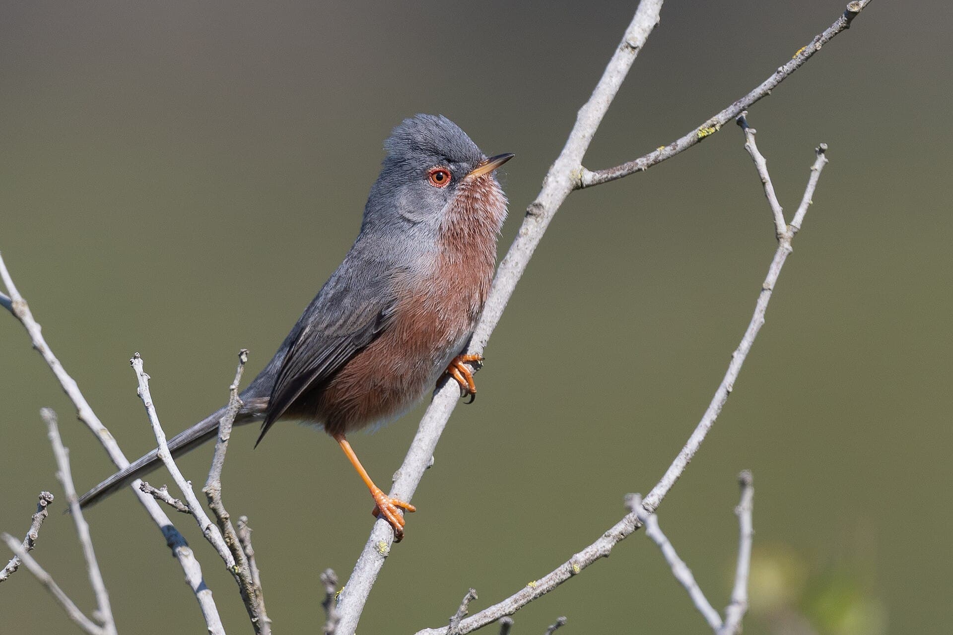 Provençaalse Grasmus (Sylvia undata) - Fauvette pitchou Bizerte059