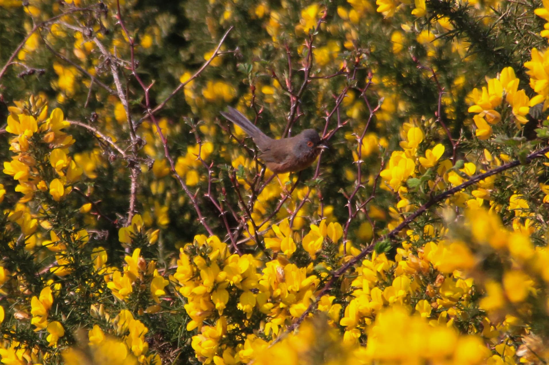 Provençaalse Grasmus (Sylvia undata) - Dartford Warbler, Greenham Common