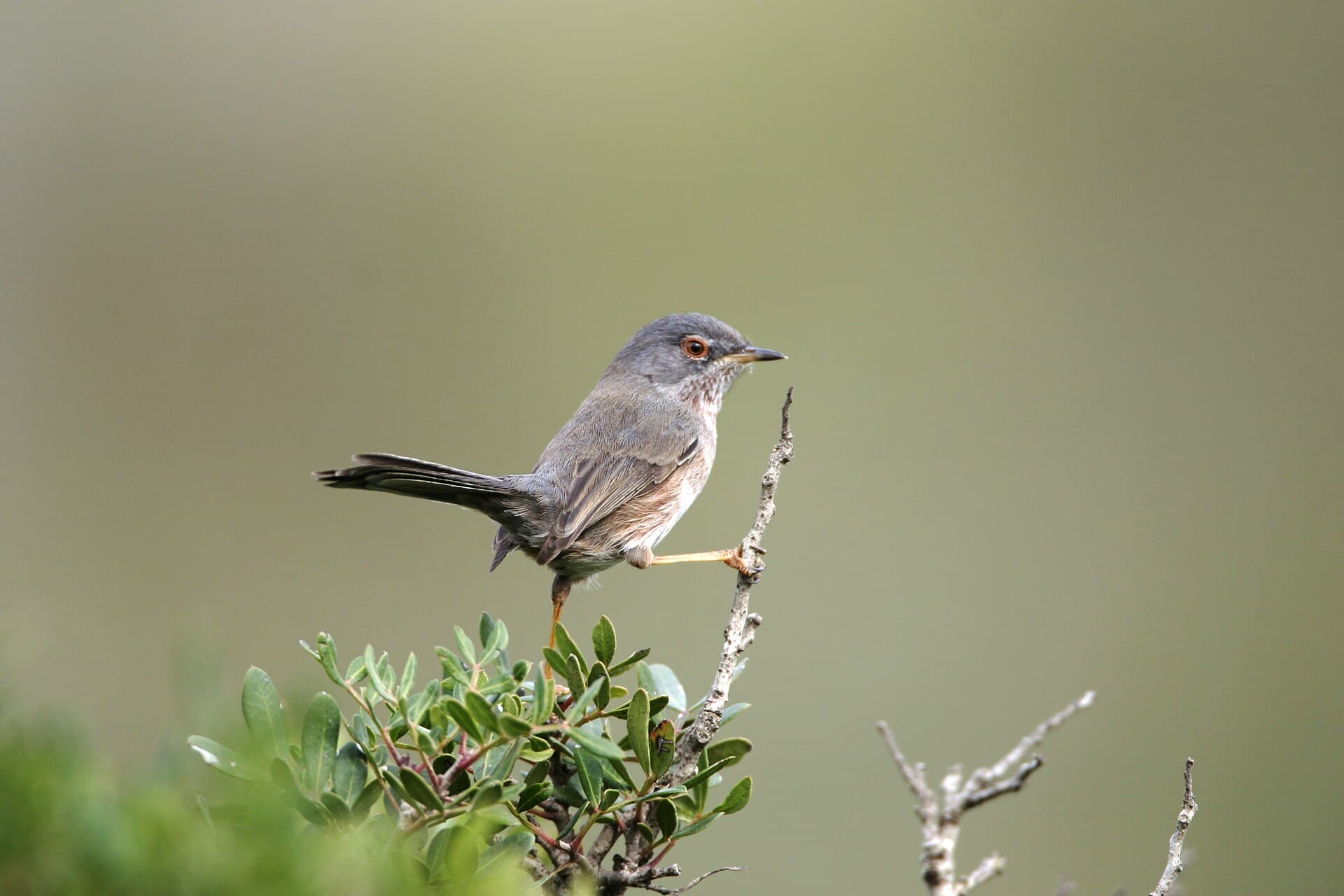 Provençaalse Grasmus (Sylvia undata) - Currucarabilarga