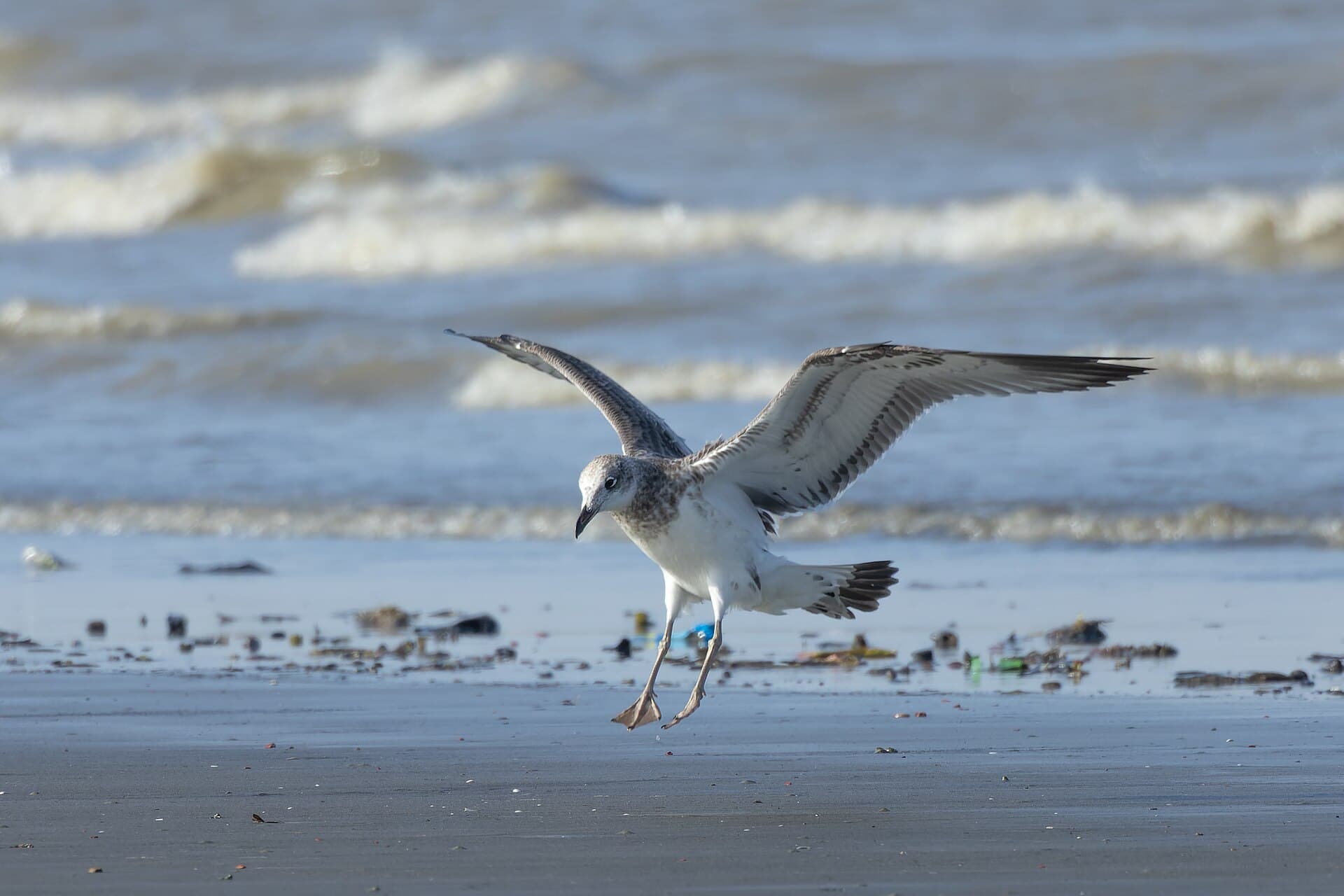 Reuzenzwartkopmeeuw (Ichthyaetus ichthyaetus) - Pallas's Gull by Tisha Mukherjee 05