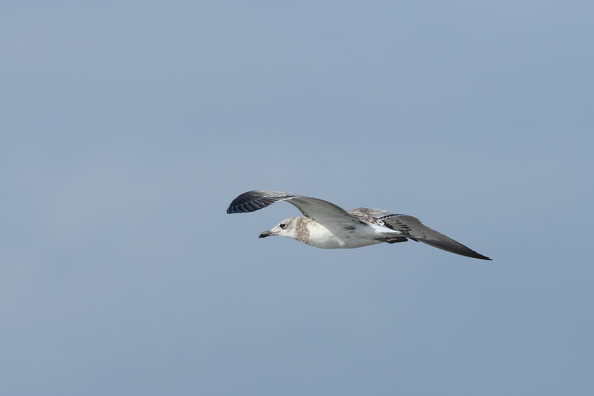 Reuzenzwartkopmeeuw (Ichthyaetus ichthyaetus) - Pallas's Gull by Tisha Mukherjee 09