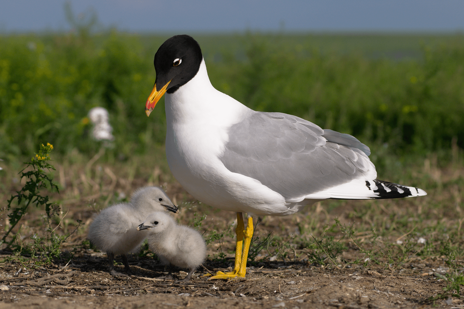 Reuzenzwartkopmeeuw (Ichthyaetus ichthyaetus) - Larus ichtyaetus 6