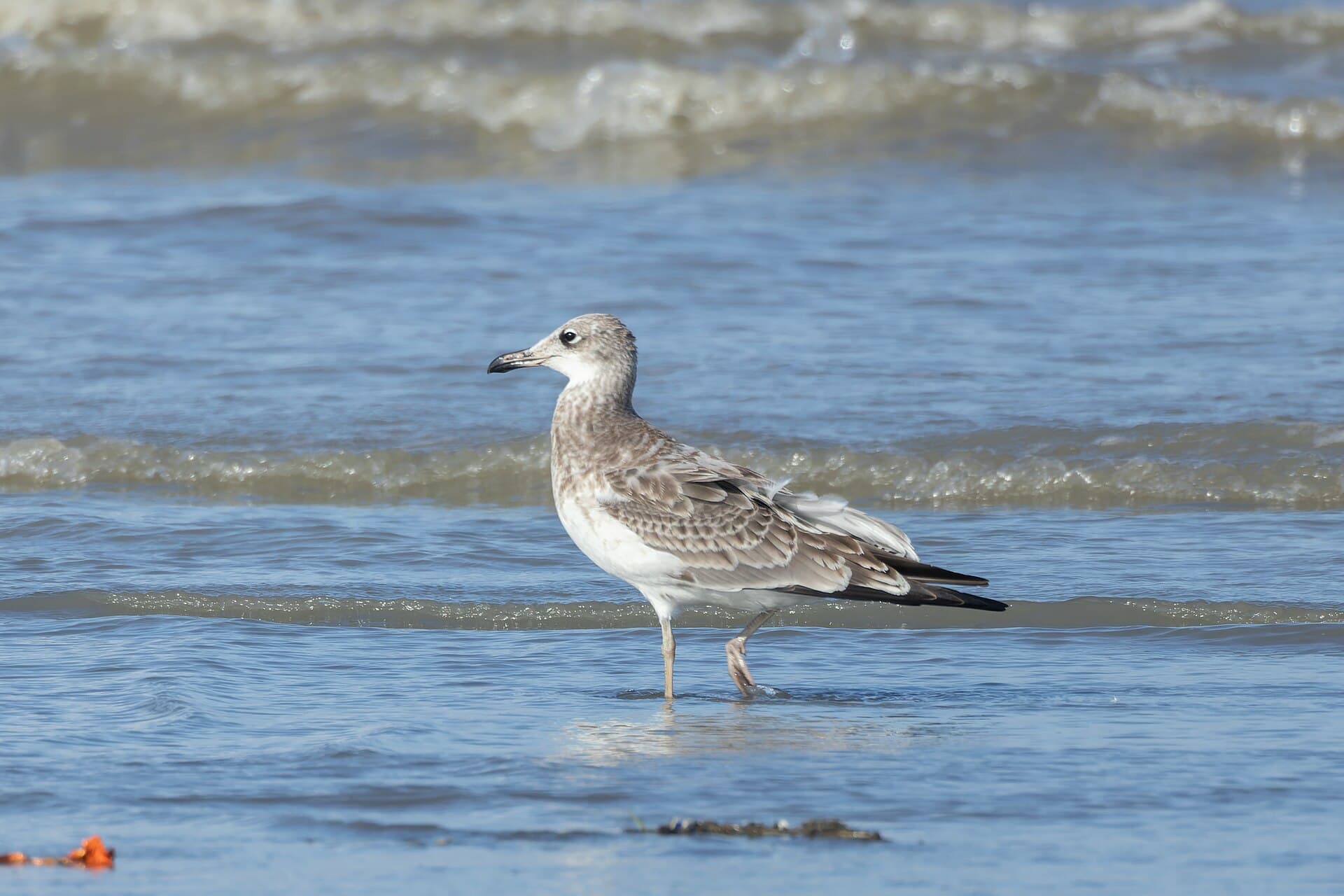 Reuzenzwartkopmeeuw (Ichthyaetus ichthyaetus) - Pallas's Gull by Tisha Mukherjee 17