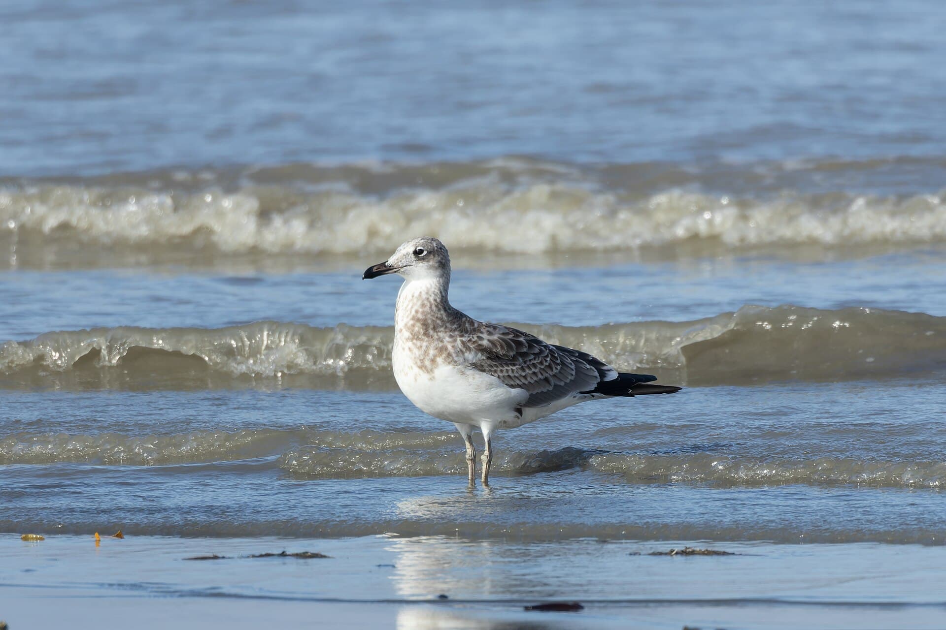 Reuzenzwartkopmeeuw (Ichthyaetus ichthyaetus) - Pallas's Gull by Tisha Mukherjee 12