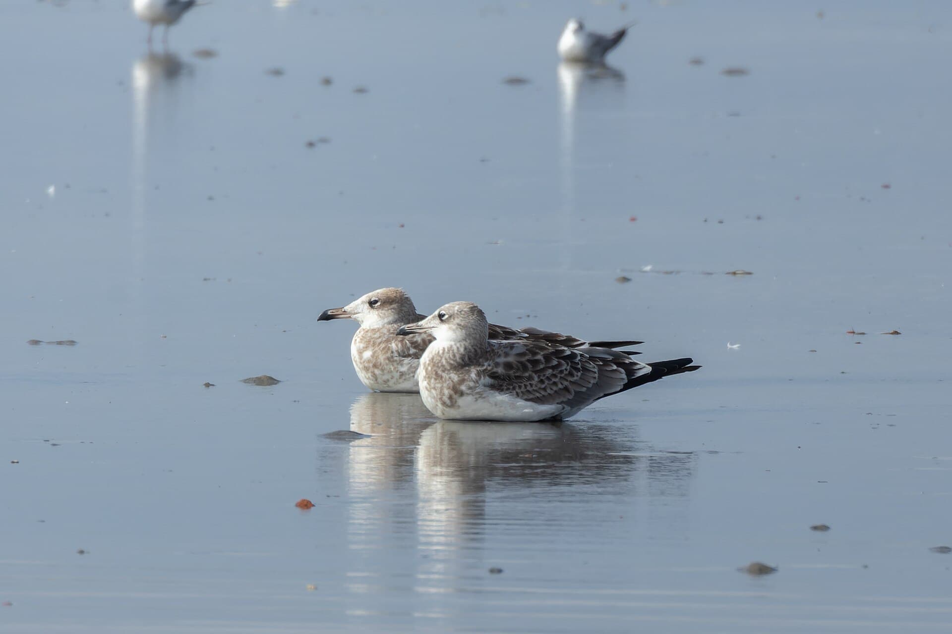 Reuzenzwartkopmeeuw (Ichthyaetus ichthyaetus) - Pallas's Gull by Tisha Mukherjee 08