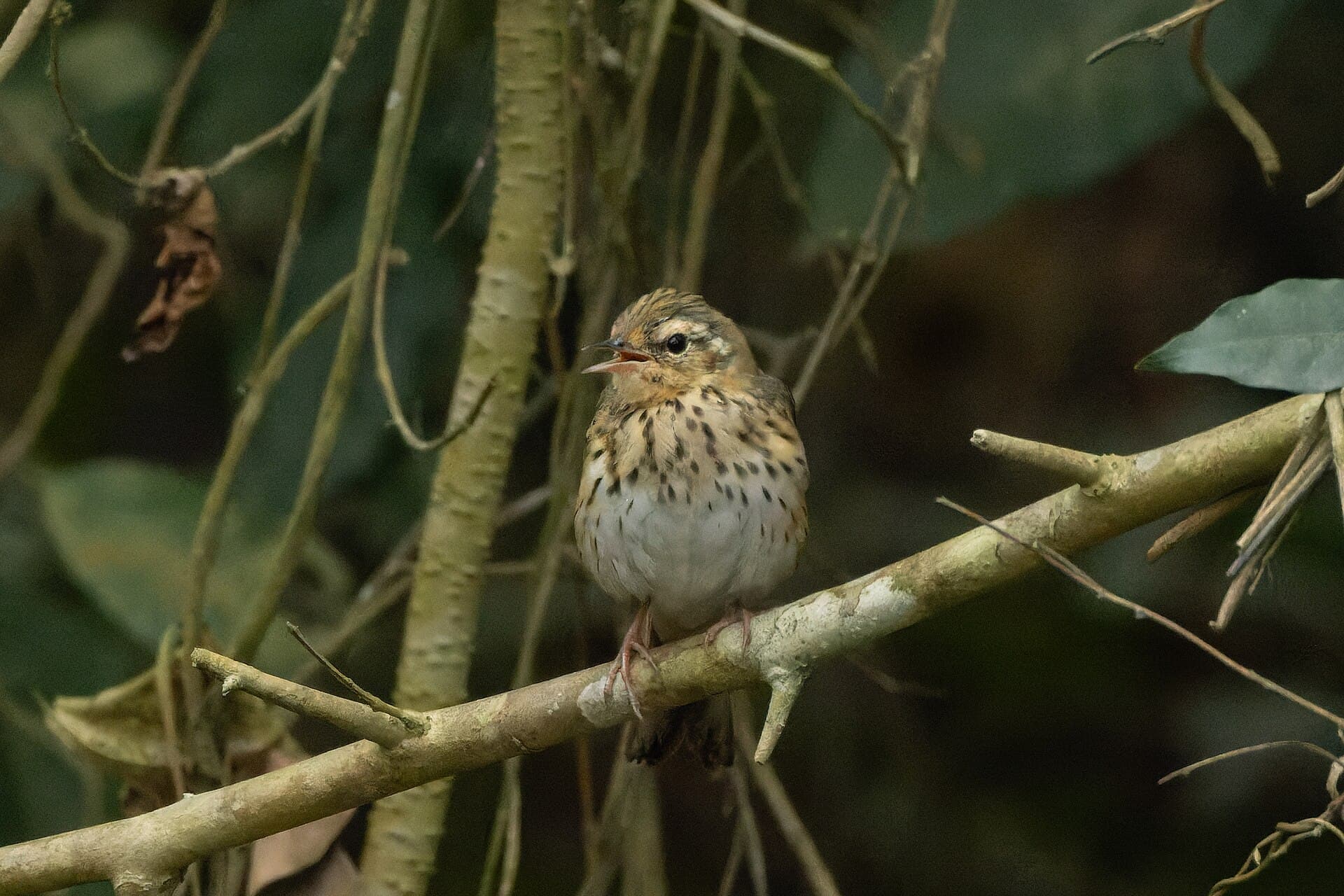 Siberische Boompieper (Anthus hodgsoni) - Olive-backed Pipit by Tisha Mukherjee 01