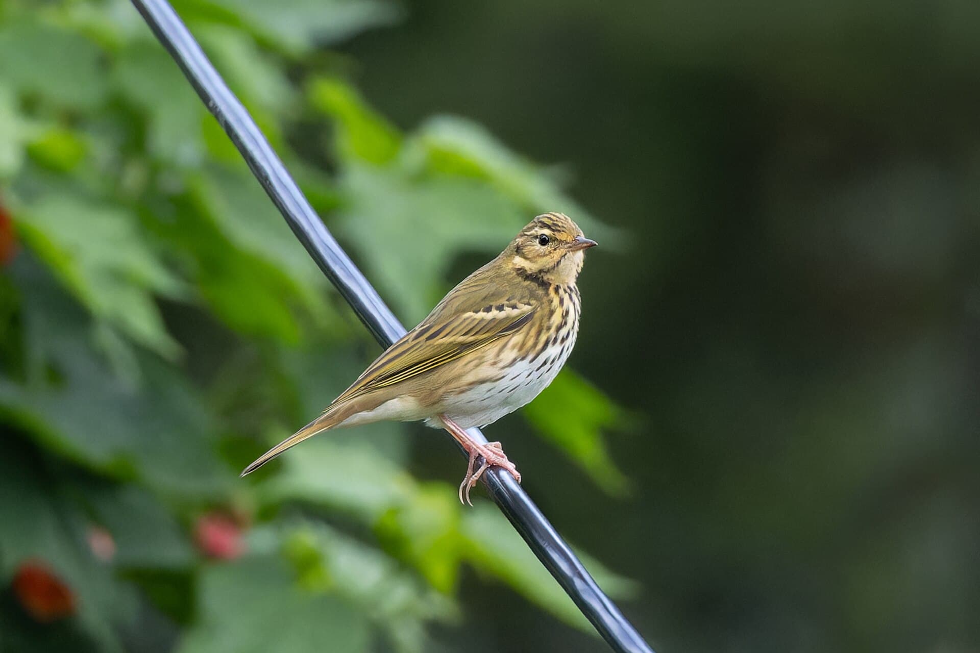 Siberische Boompieper (Anthus hodgsoni) - Olive-backed Pipit in Lepcha Jagat October 2025 by Tisha Mukherjee 01