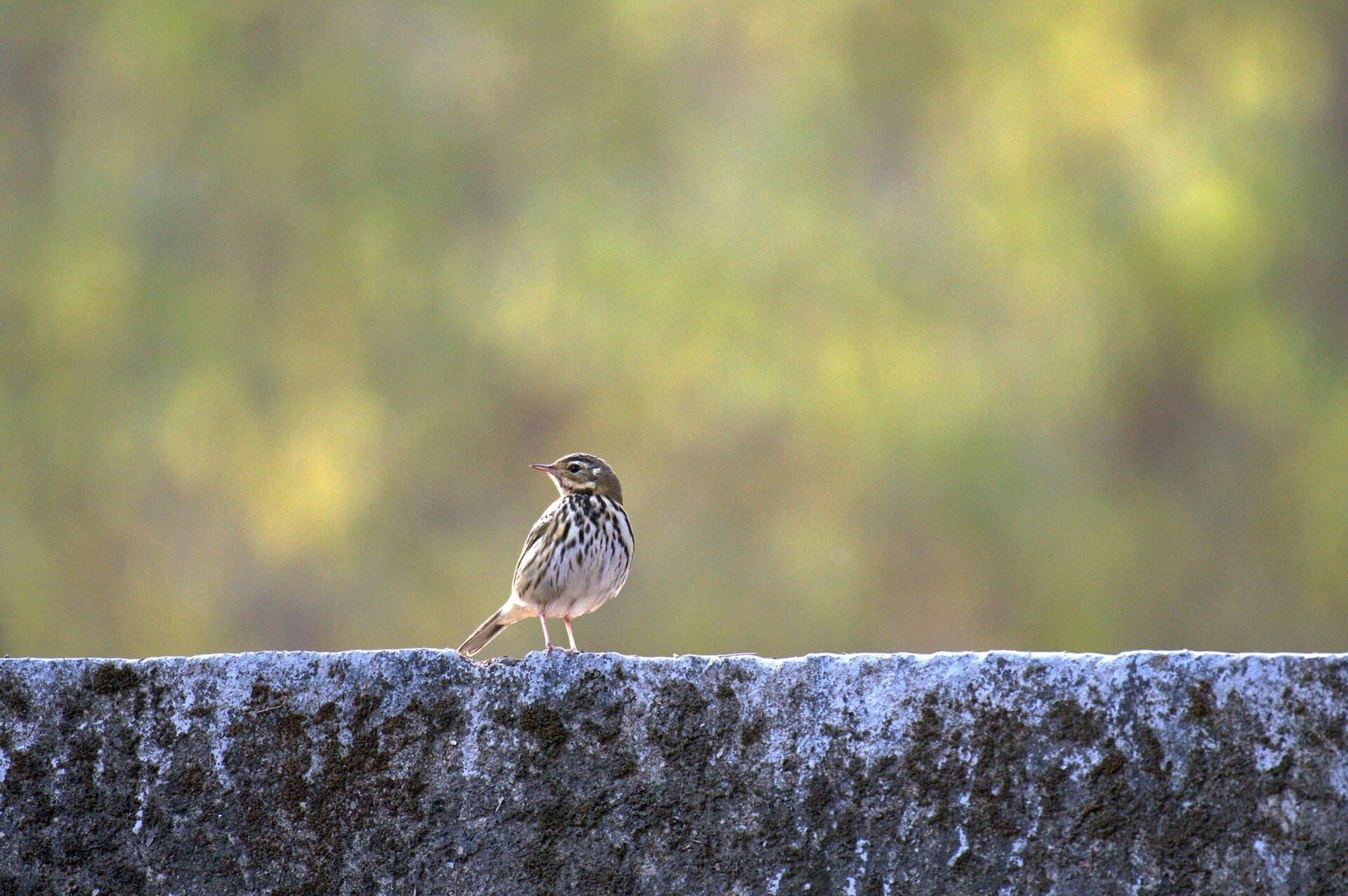 Siberische Boompieper (Anthus hodgsoni) - Olive-backed Pipit at Sattal