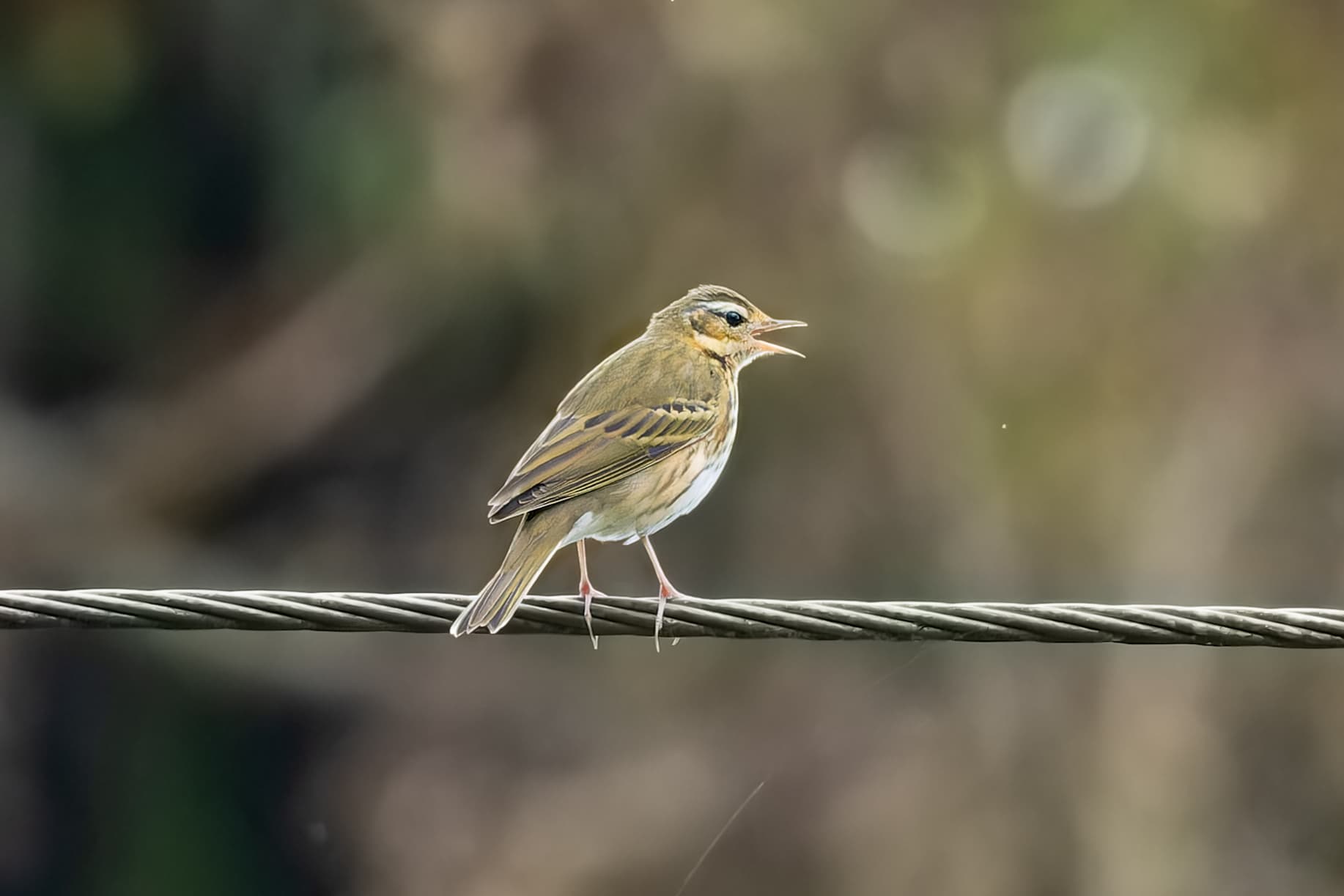Siberische Boompieper (Anthus hodgsoni) - Olive-backed Pipit in Lava September 2025 by Tisha Mukherjee 01