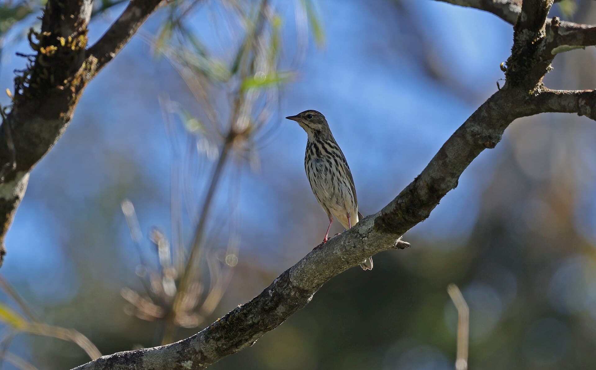 Siberische Boompieper (Anthus hodgsoni) - Olive-backed pipit (Anthus hodgsoni)