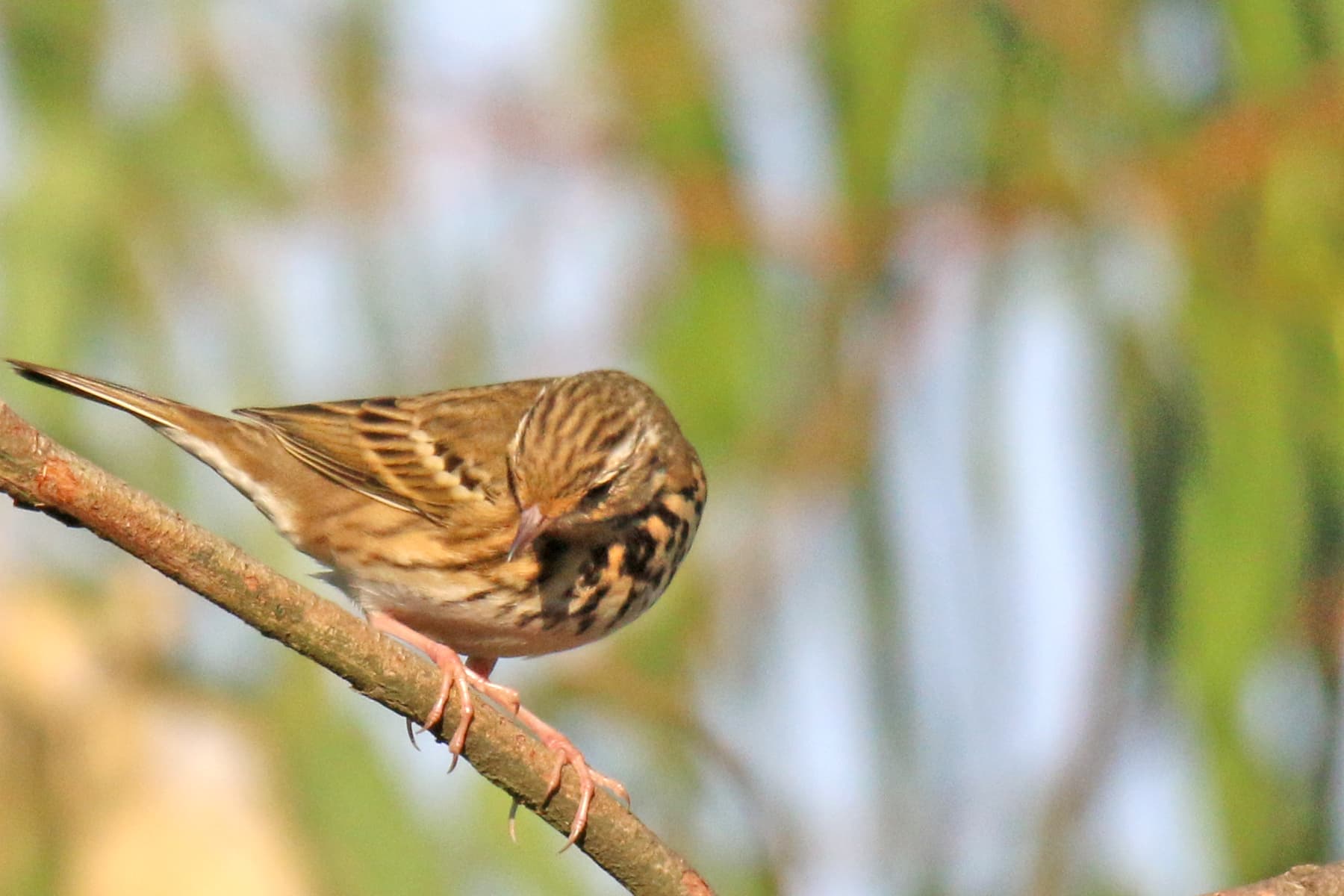 Siberische Boompieper (Anthus hodgsoni) - Olive-backed pipit Nandi hills Bangalore 1
