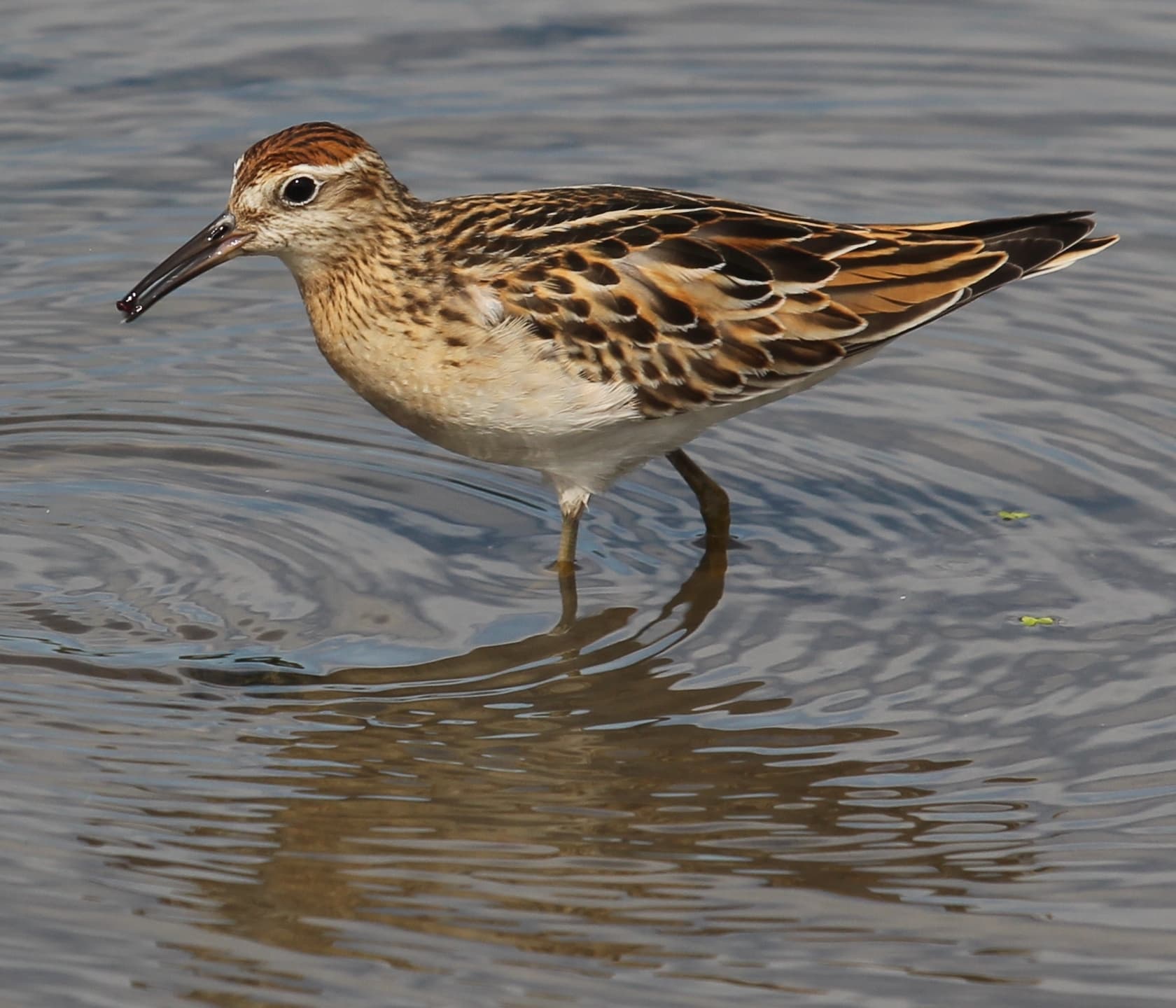 Siberische strandloper (Calidris acuminata) - Calidris acuminata (eating)