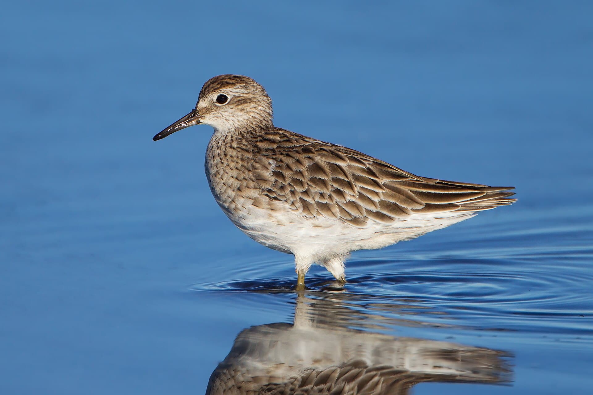 Siberische strandloper (Calidris acuminata) - Calidris acuminata - Hexham Swamp