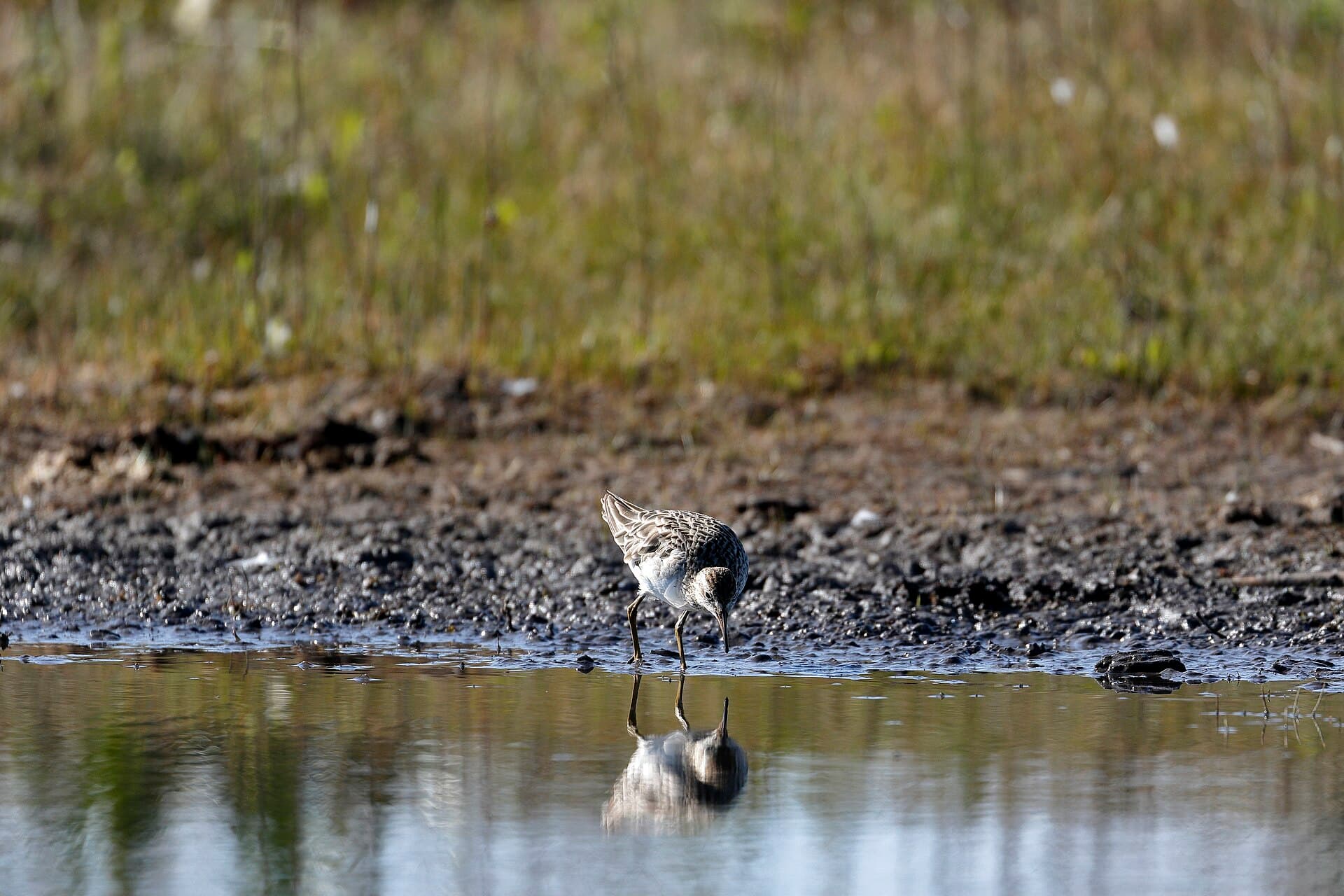 Siberische strandloper (Calidris acuminata) - Sharp-tailed Sandpiper (37707759944) (2)