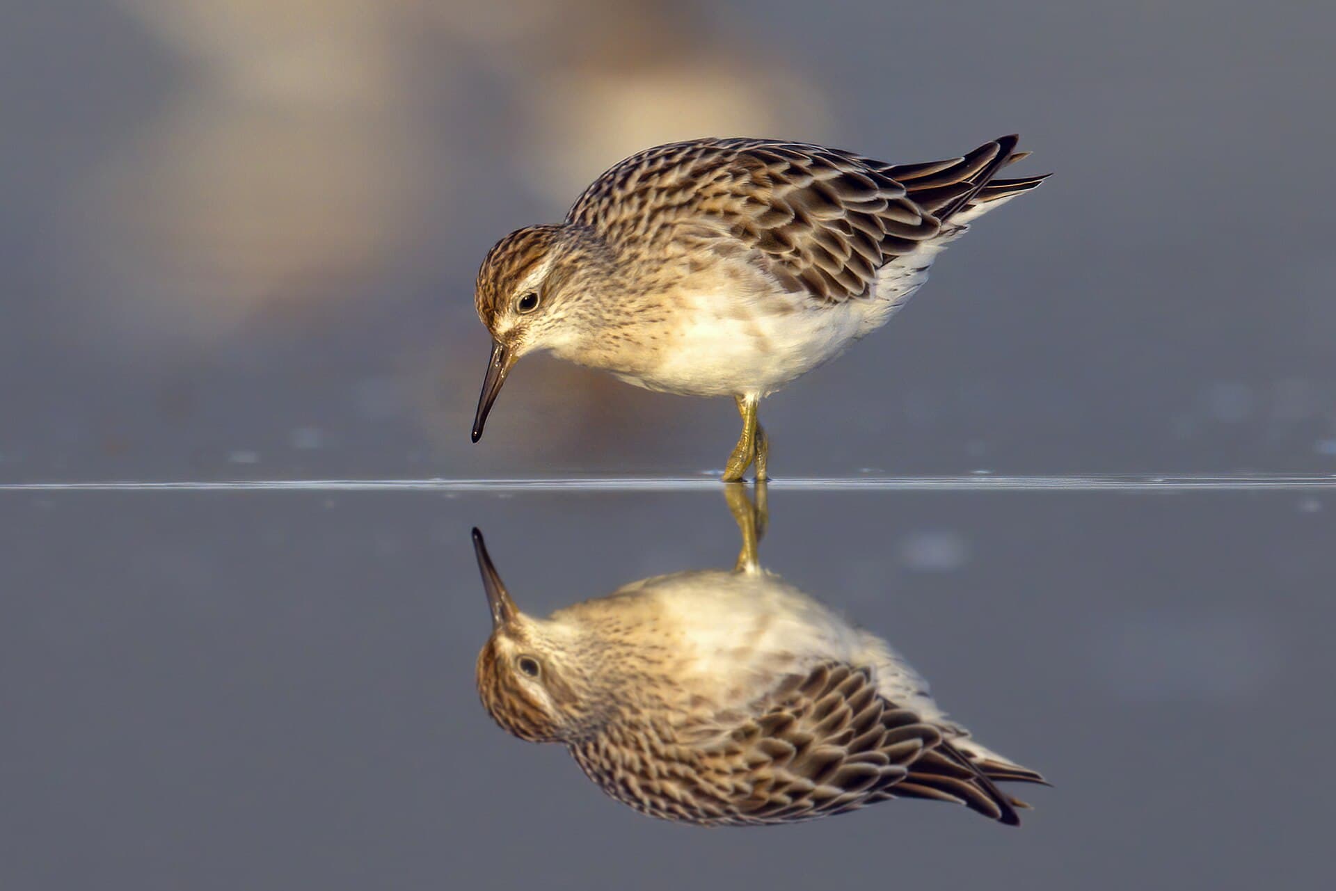 Siberische strandloper (Calidris acuminata) - Sharp-tailed Sandpiper at Lake Wollumboola, Jervis Bay National Park NSW
