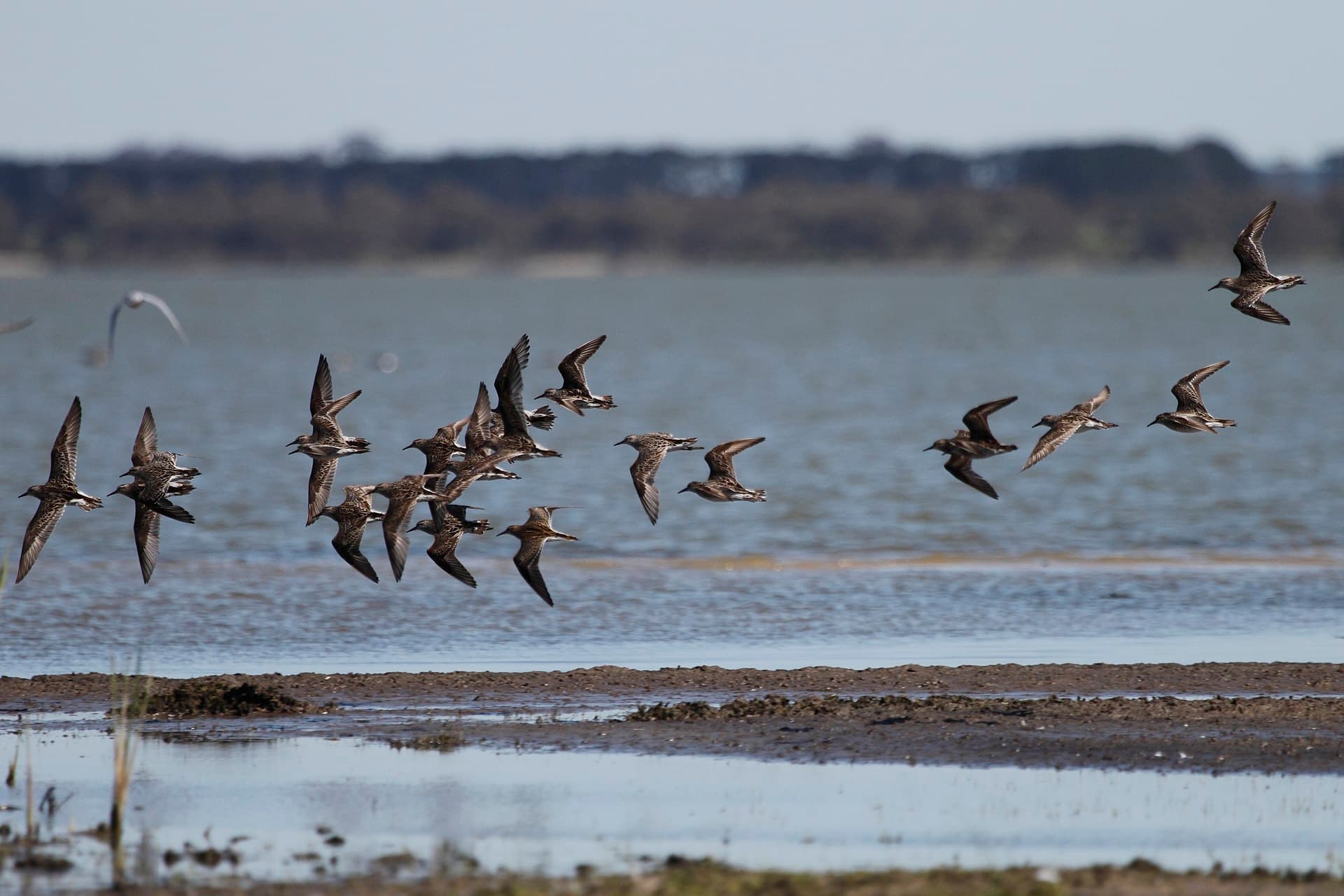 Siberische strandloper (Calidris acuminata) - Sharp-tailed Sandpipers (15270124479)