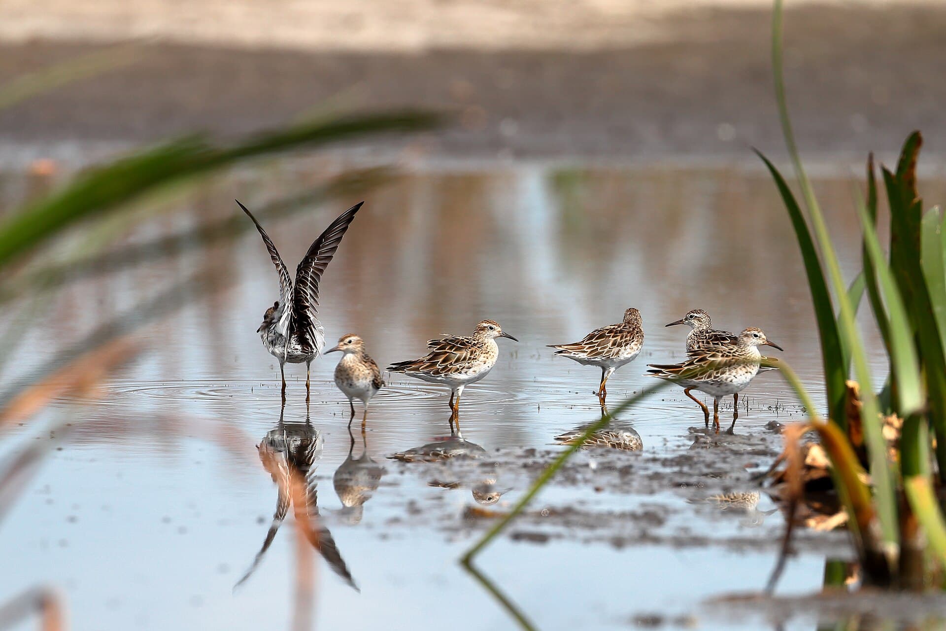Siberische strandloper (Calidris acuminata) - Sharp-tailed Sandpipers (25452404662)