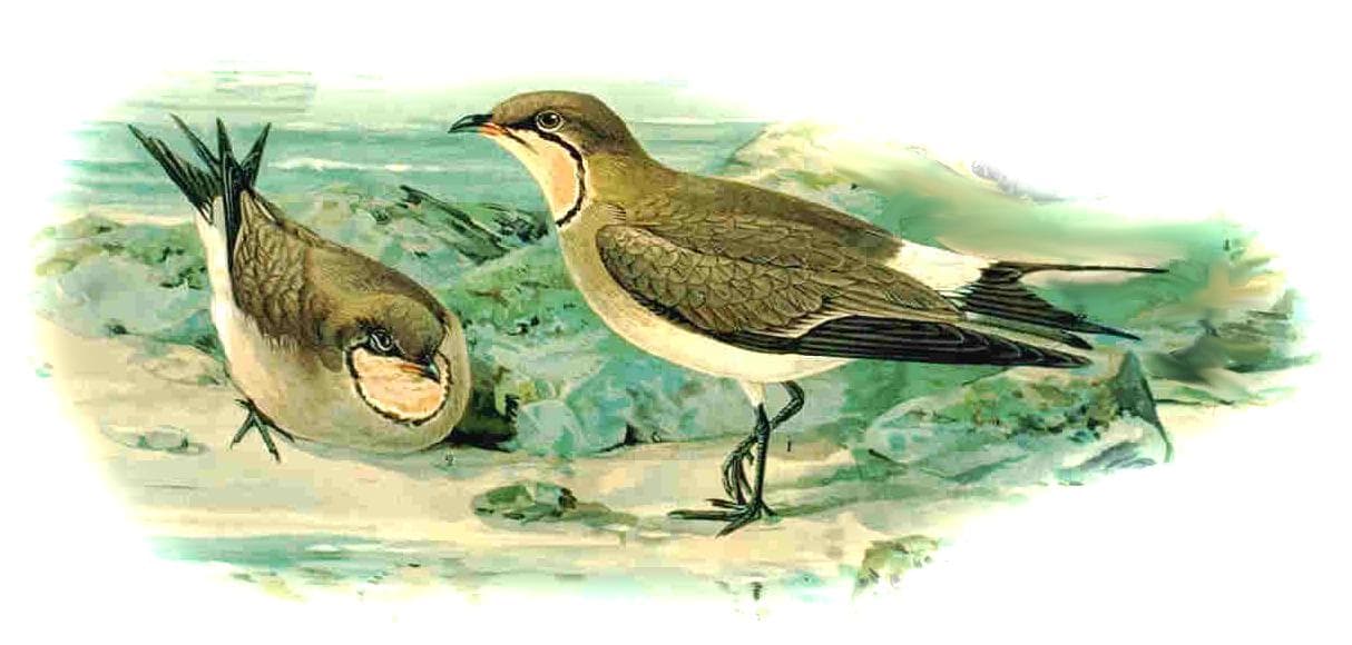 Steppevorkstaartplevier (Glareola nordmanni) - Glareola nordmanni