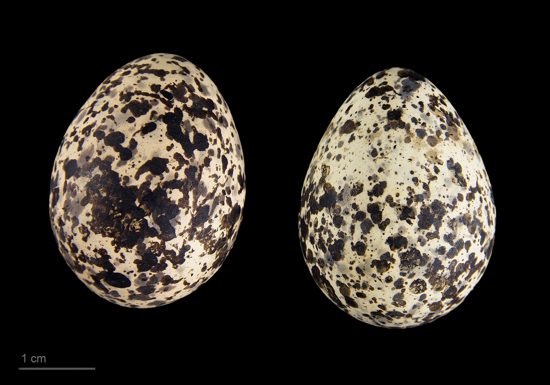 Steppevorkstaartplevier (Glareola nordmanni) - Glareola nordmanni MHNT.ZOO.2010.11.120.3