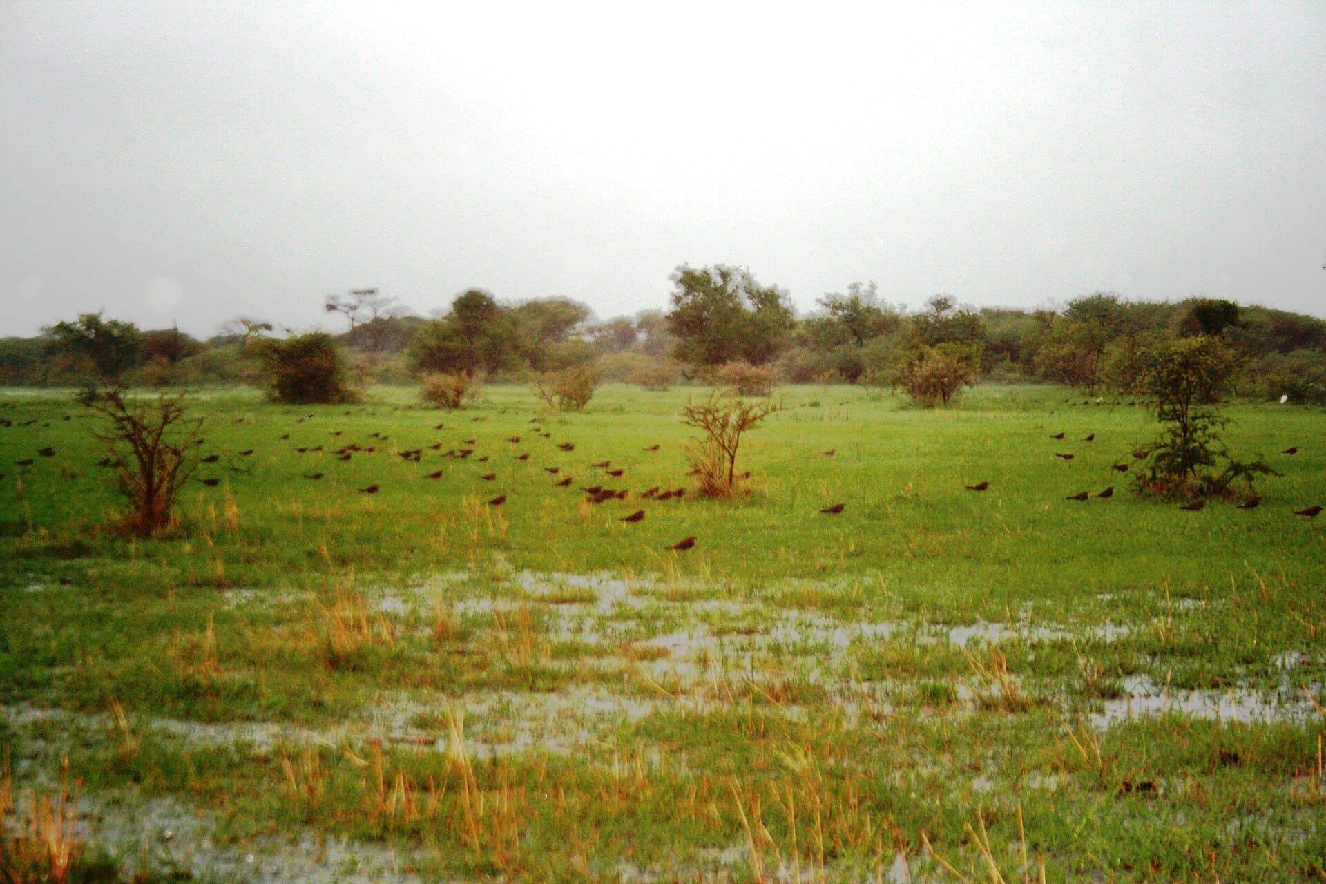 Steppevorkstaartplevier (Glareola nordmanni) - Mkhombodam, sv-sprinkaanvoëlswerm, a