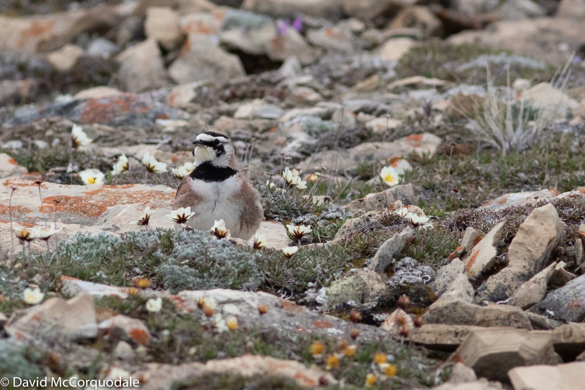 Strandleeuwerik (Eremophila alpestris) - Horned Lark, Cambridge Bay, Nunavut, Canada 45895678