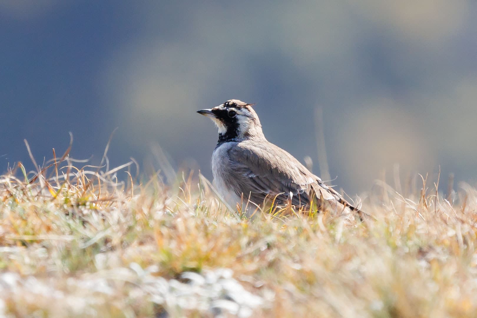 Strandleeuwerik (Eremophila alpestris) - Eremophila alpestris penicillata, Taratul-Meer, Dagestan, Russia 4