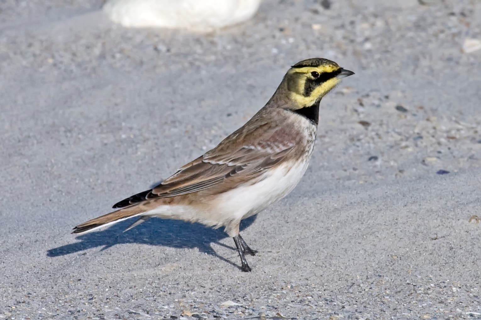 Strandleeuwerik (Eremophila alpestris) - Shore Lark