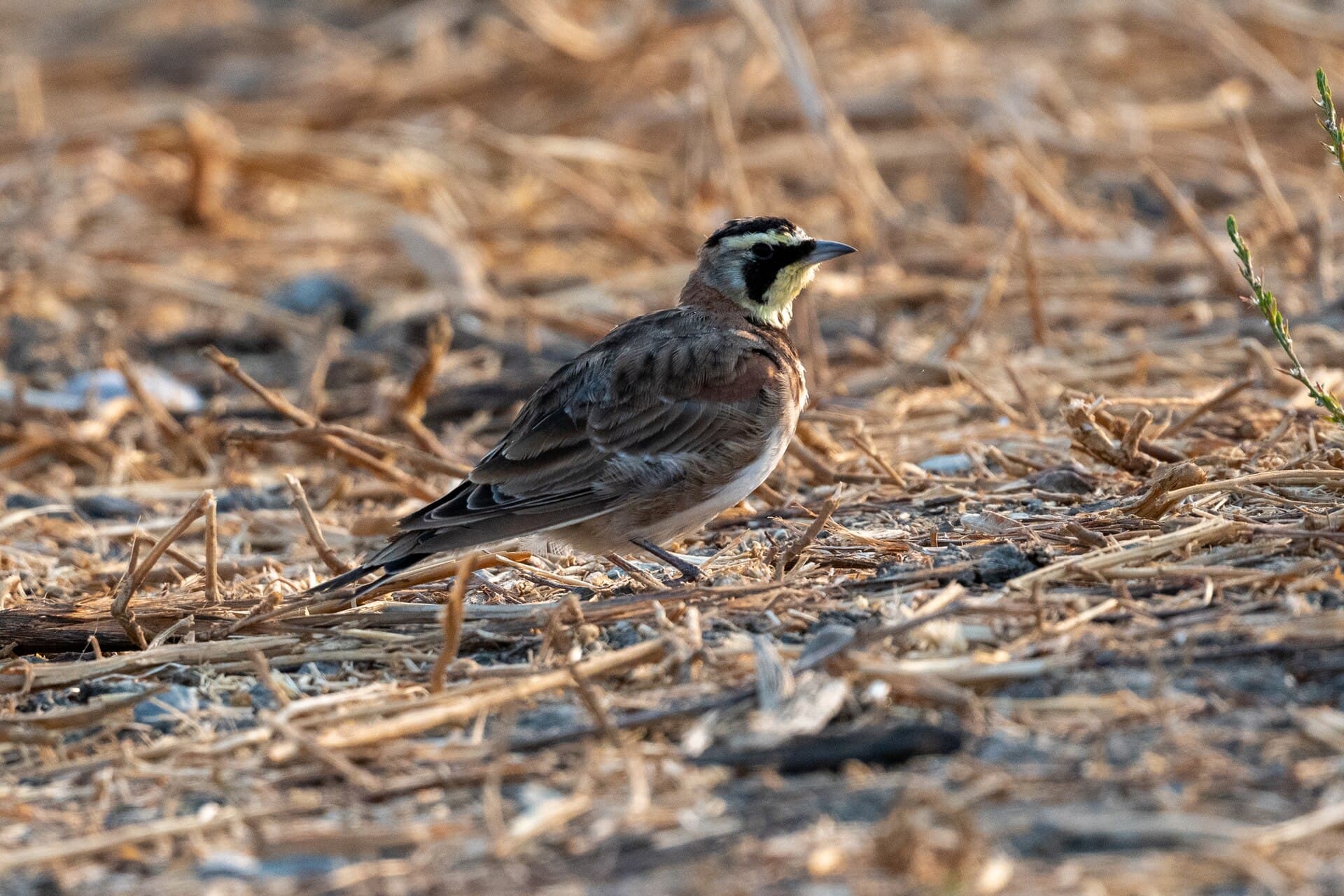 Strandleeuwerik (Eremophila alpestris) - Eremophila alpestris - 2021