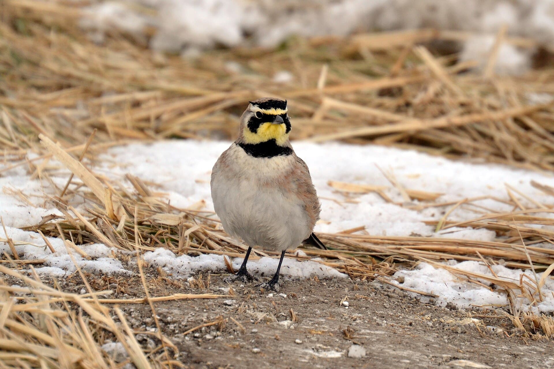 Strandleeuwerik (Eremophila alpestris) - Horned Lark (Eremophila alpestris) (12391512375)