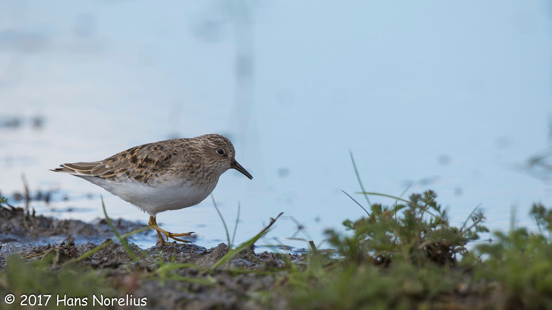 Temmincks Strandloper (Calidris temminckii) - Mosnäppa, Oset, Örebro, Närke, Maj 2017 (34348529564)