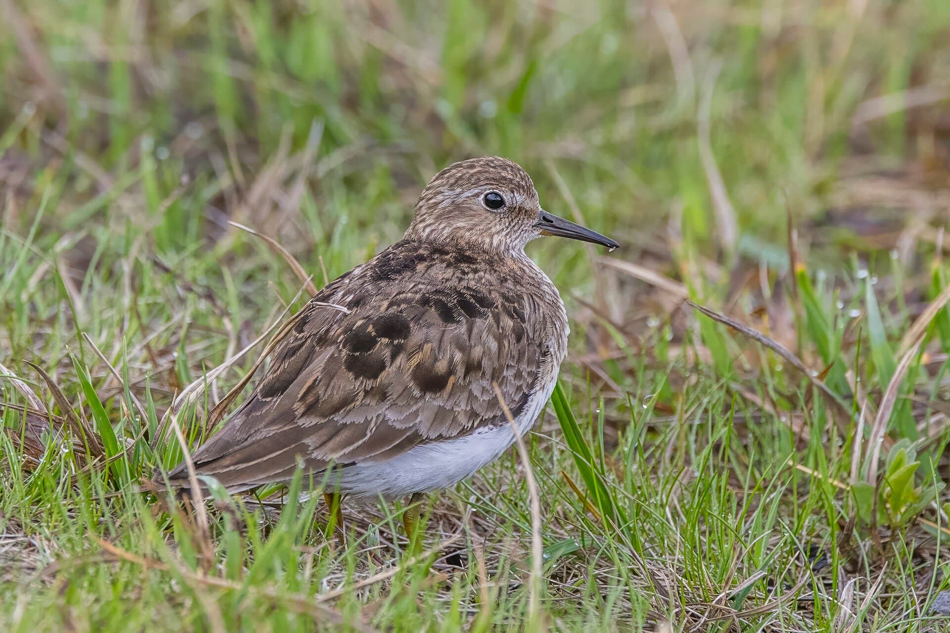 Temmincks Strandloper (Calidris temminckii) - Temminck's stint (Calidris temminckii) Oppdal