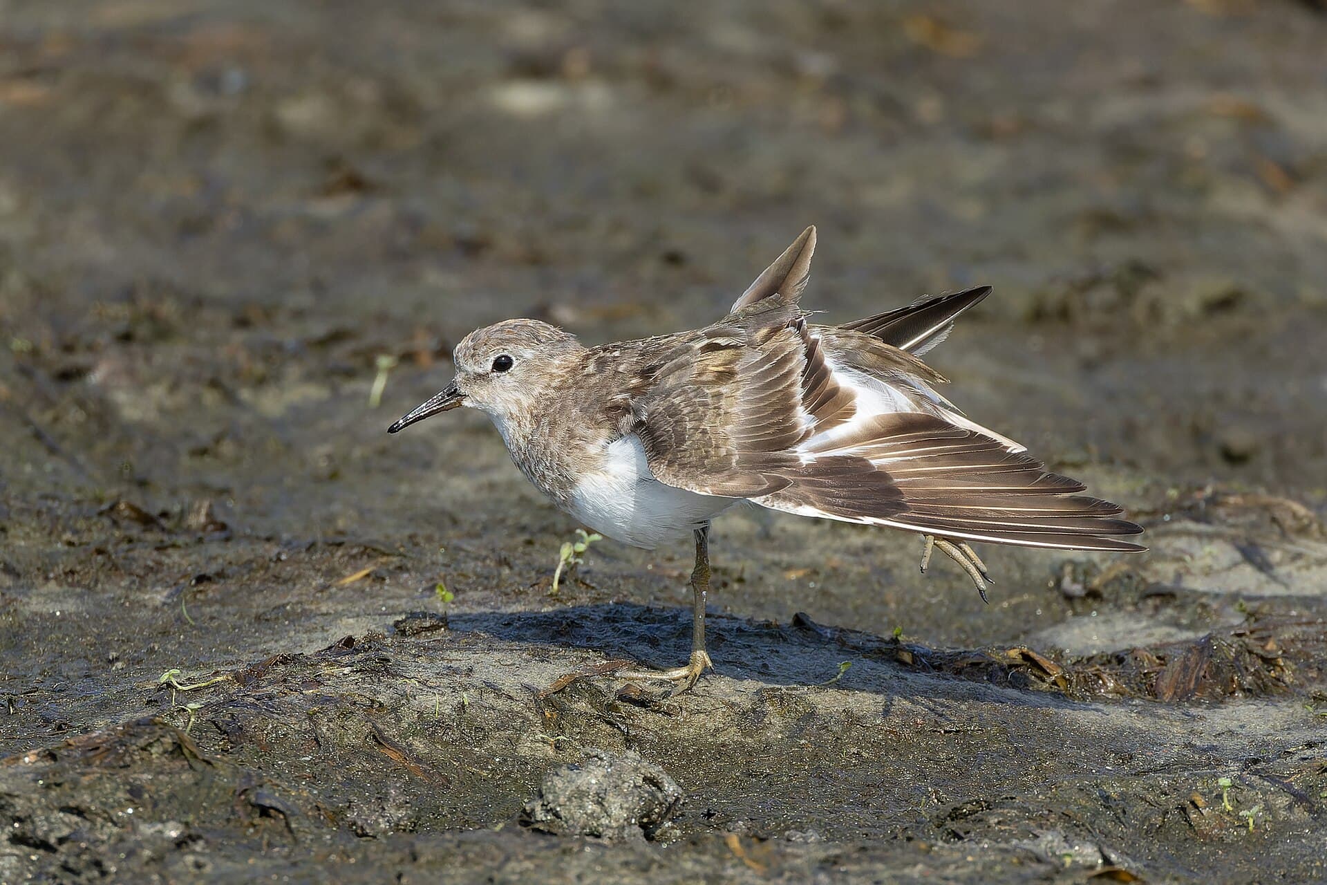 Temmincks Strandloper (Calidris temminckii) - Temminck's Stint in Bakkhali September 2025 by Tisha Mukherjee 02