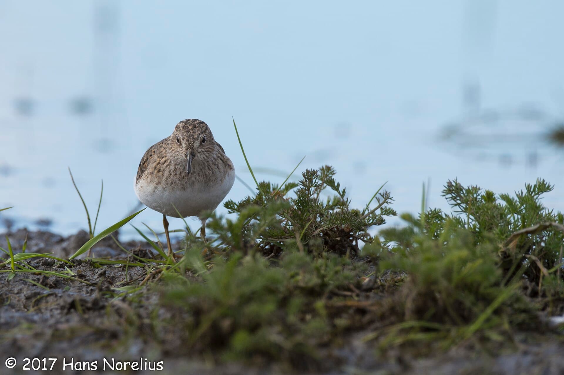 Temmincks Strandloper (Calidris temminckii) - Mosnäppa, Oset, Örebro, Närke, Maj 2017 (34806501010)