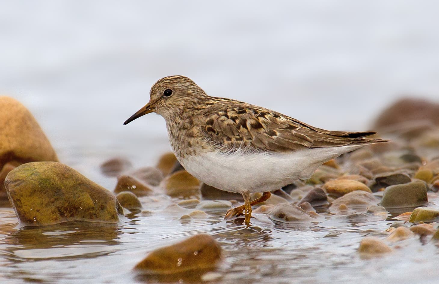 Temmincks Strandloper (Calidris temminckii) - Temmincks Stint